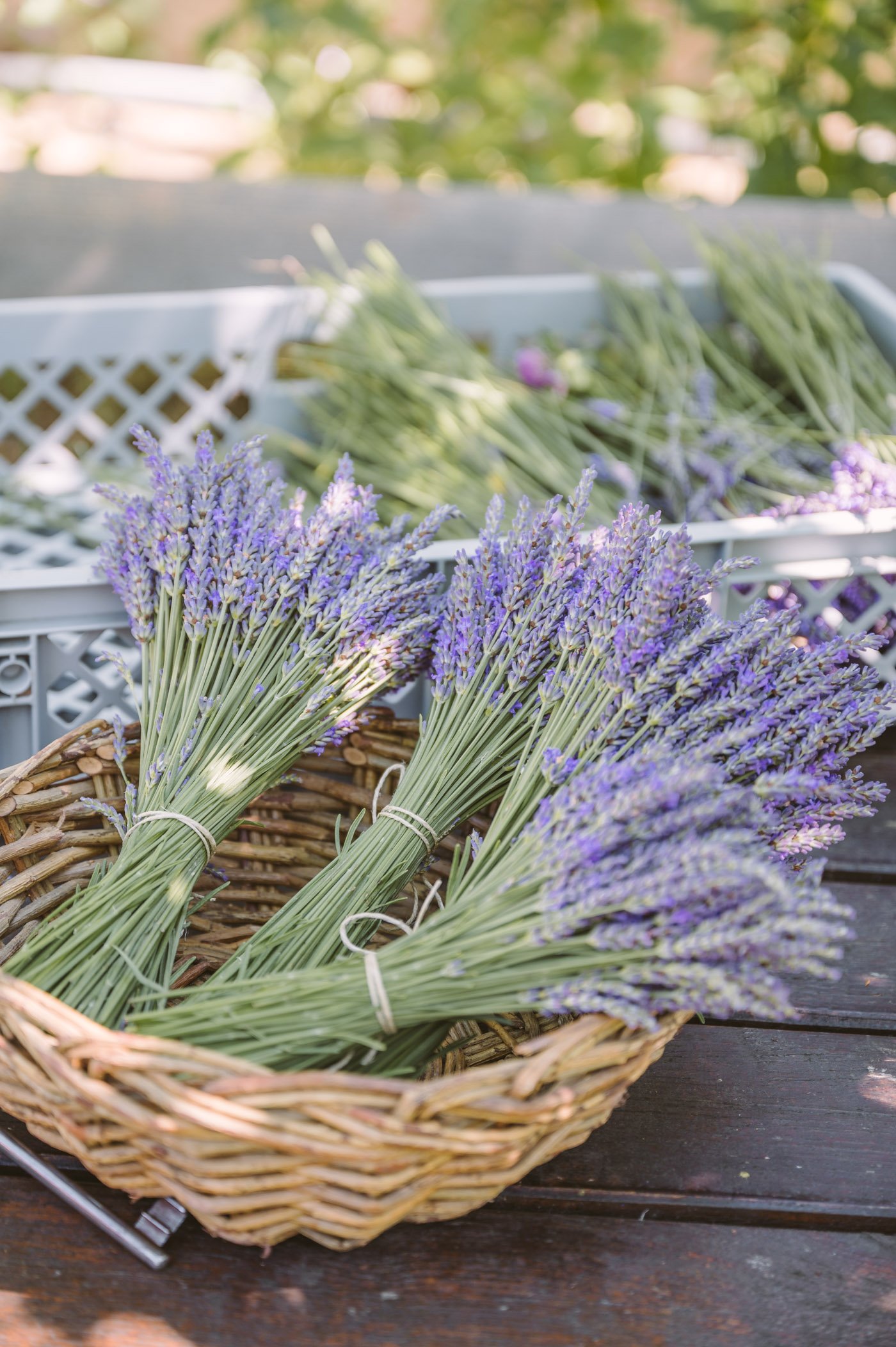 Lavender harvest at Lavender manufacturer Wunsum in Southern Styria