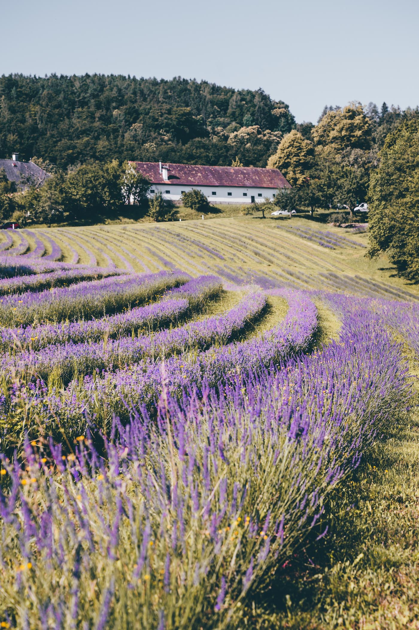 Lavender festival at Wunsum lavender farm in Kitzeck in Southern Styria