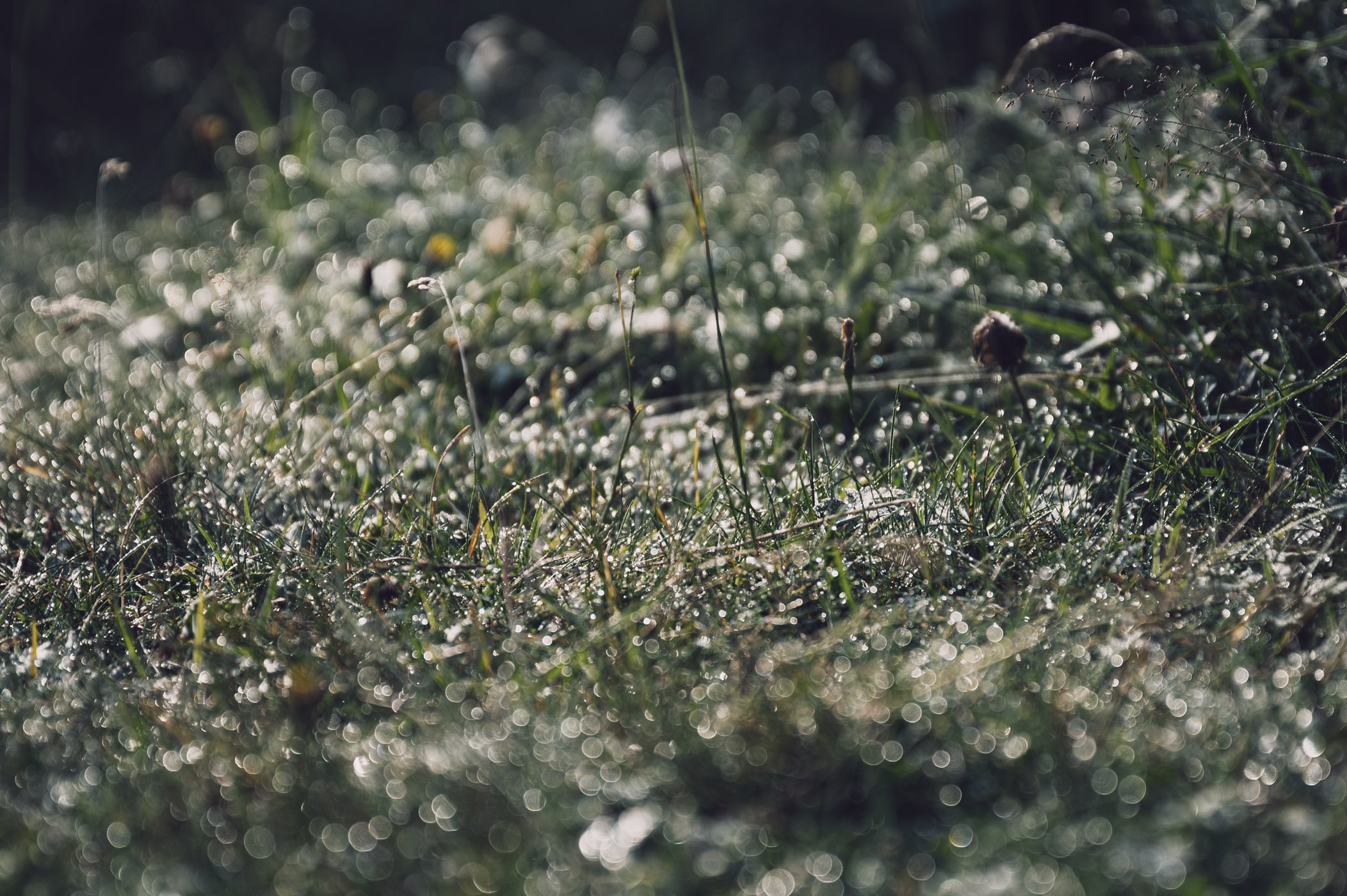 Treading in dew in East Tyrol - part of mindful mountain experiences
