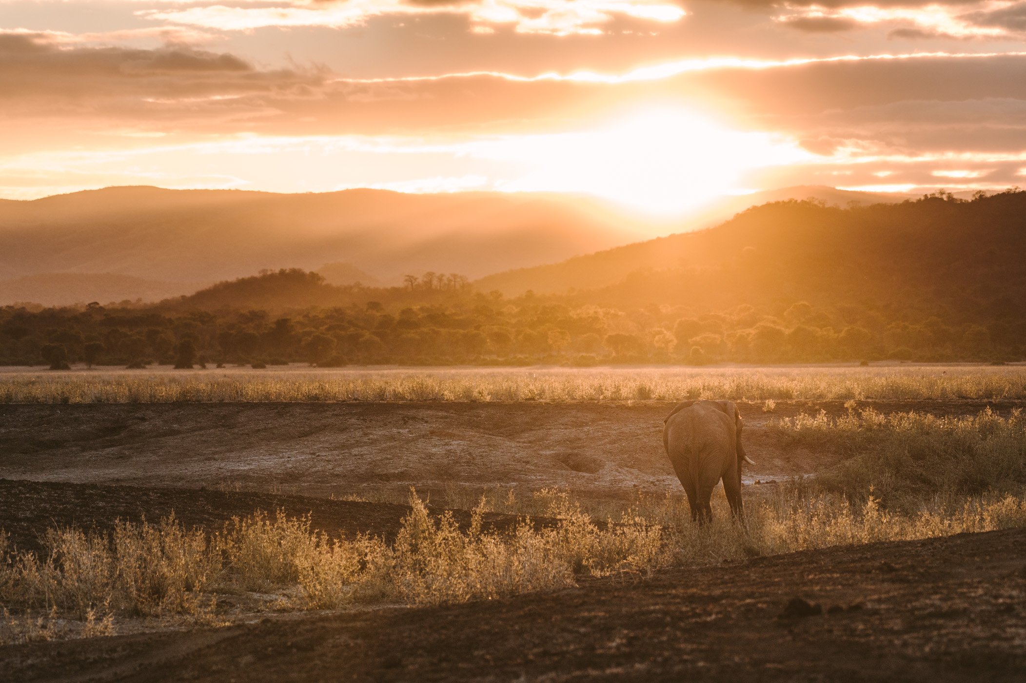 How to plan a safari in 2021