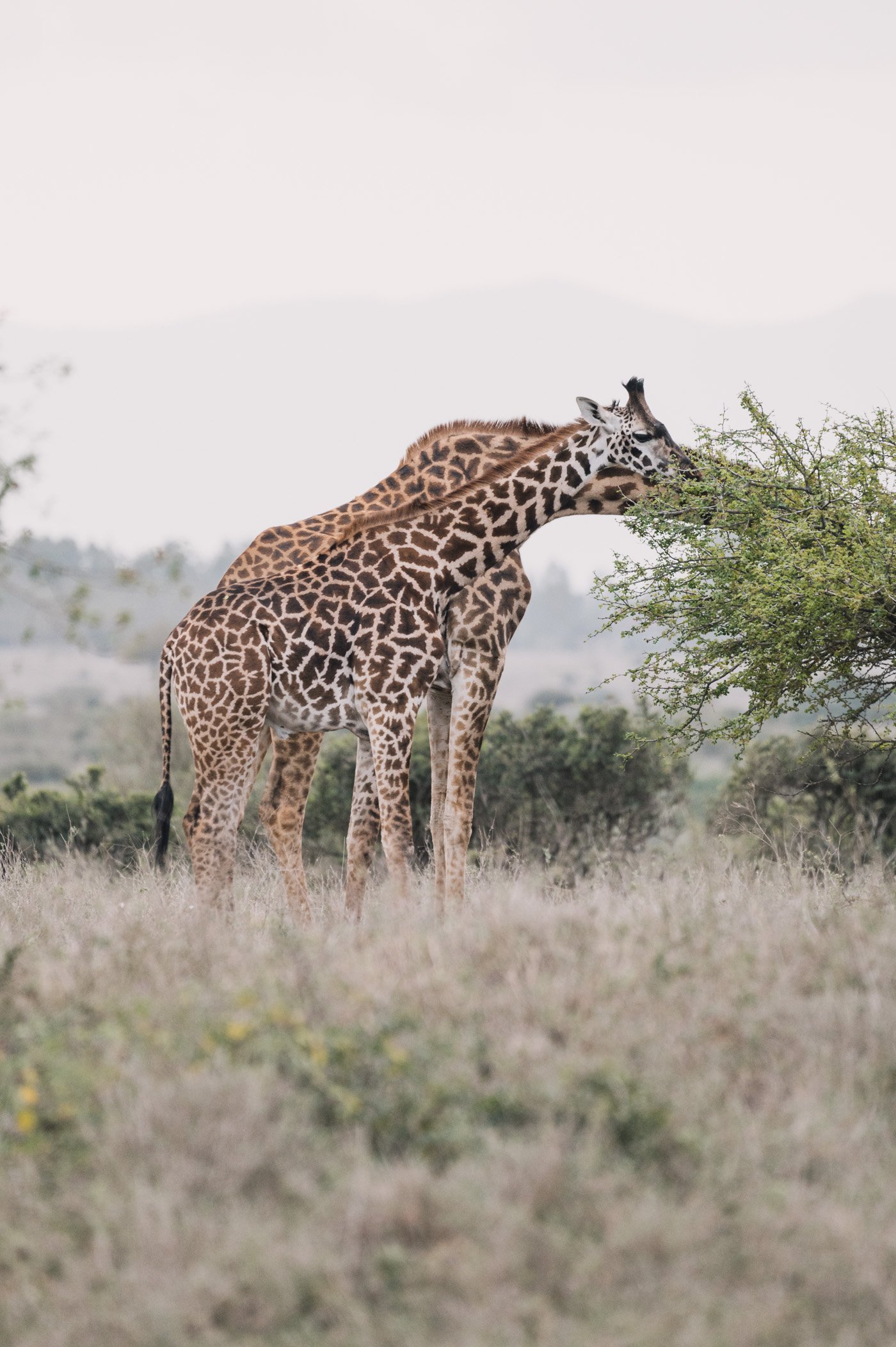 Giraffes at Nairobi National Park Kenya