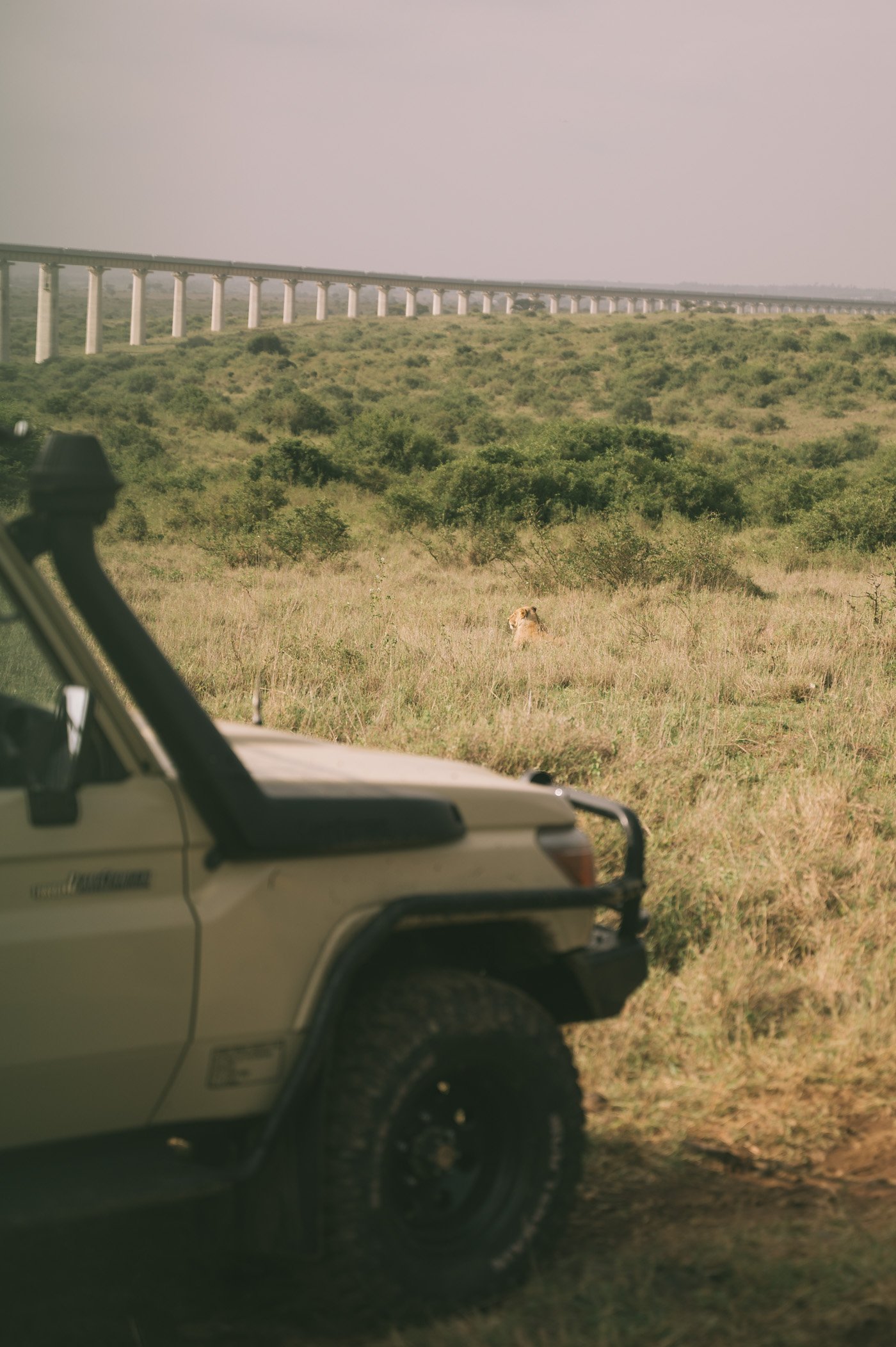 Lion at Nairobi National Park Kenya