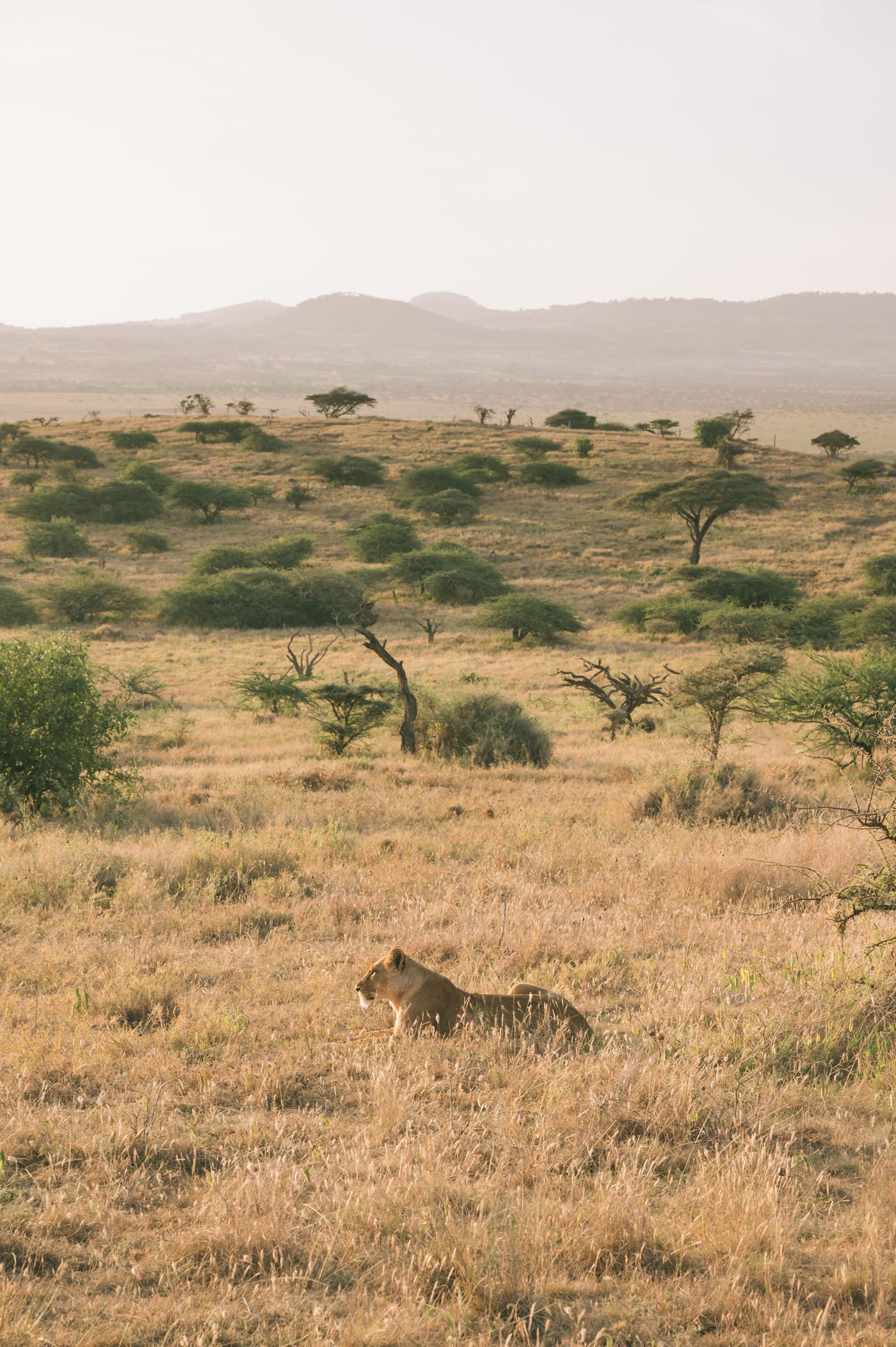 Lioness at Lewa Conservancy Kenya