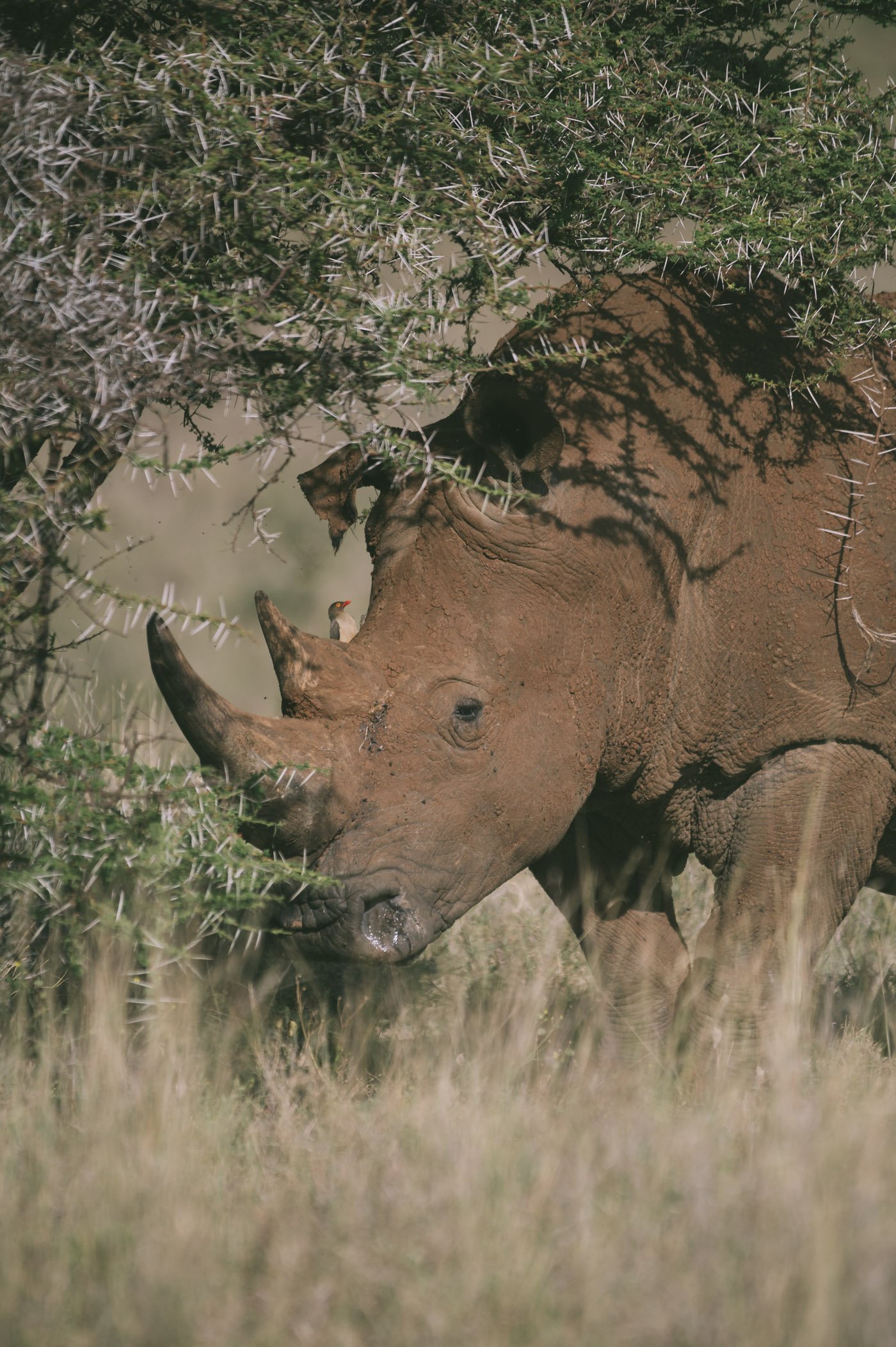 Rhino at Lewa Conservancy Kenya