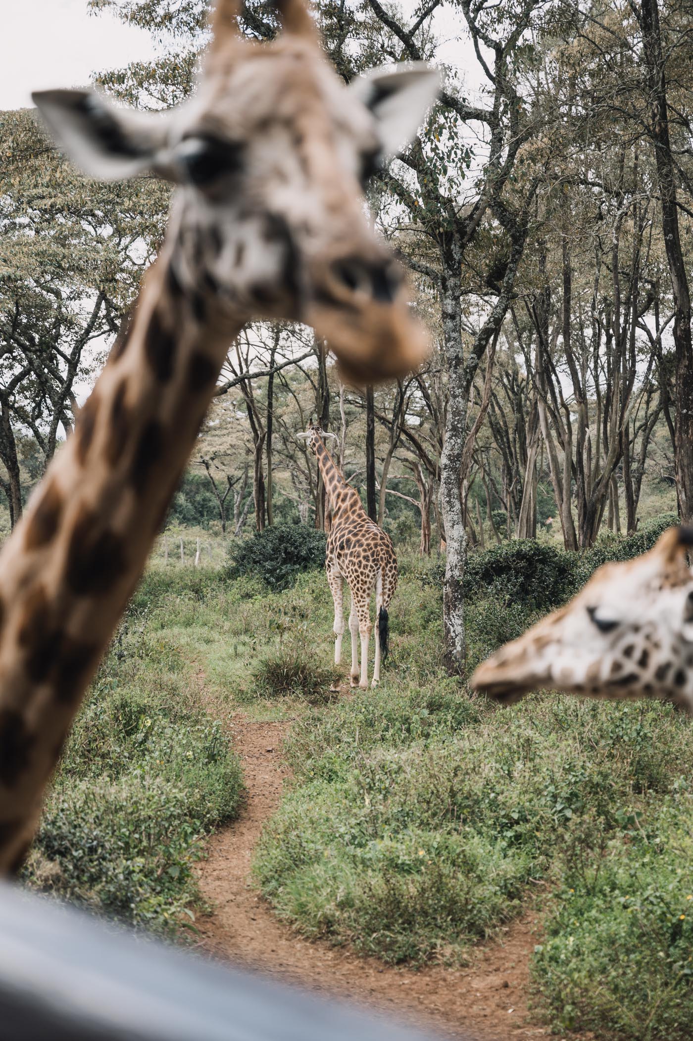 Giraffe centre Nairobi Kenya