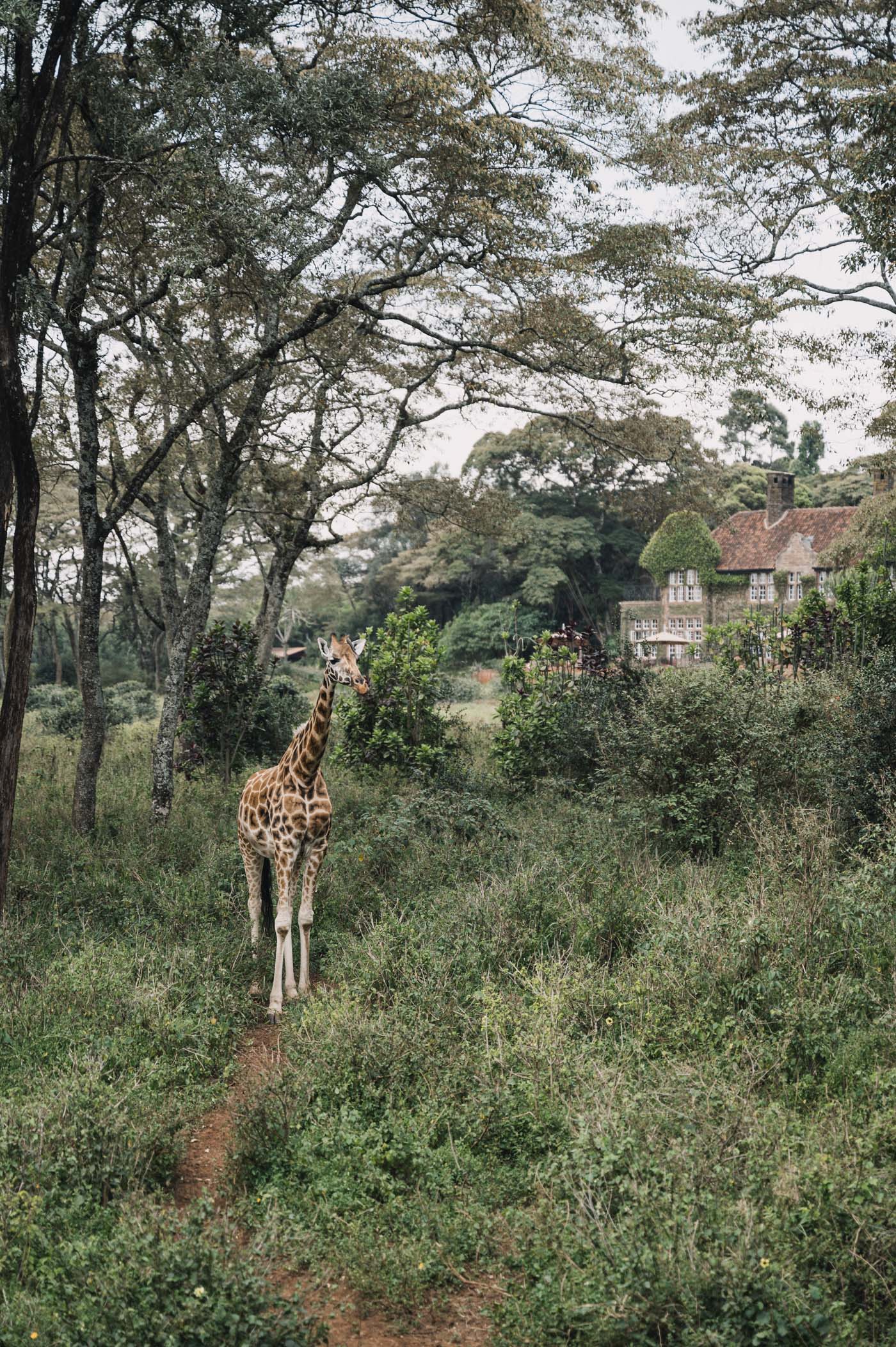 Giraffe centre Nairobi Kenya