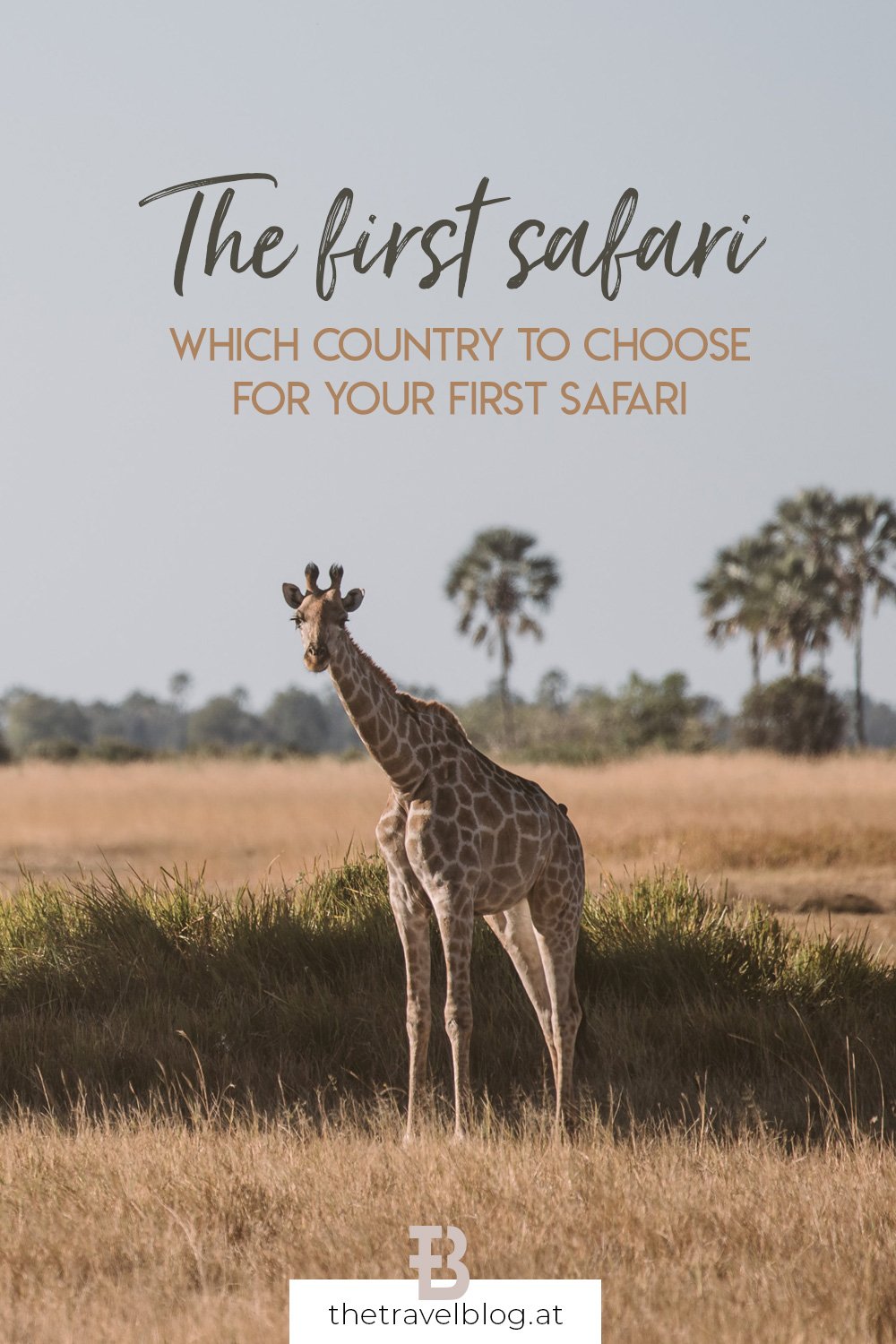Which country to choose for your first safari - a beginner's guide to safari travelling