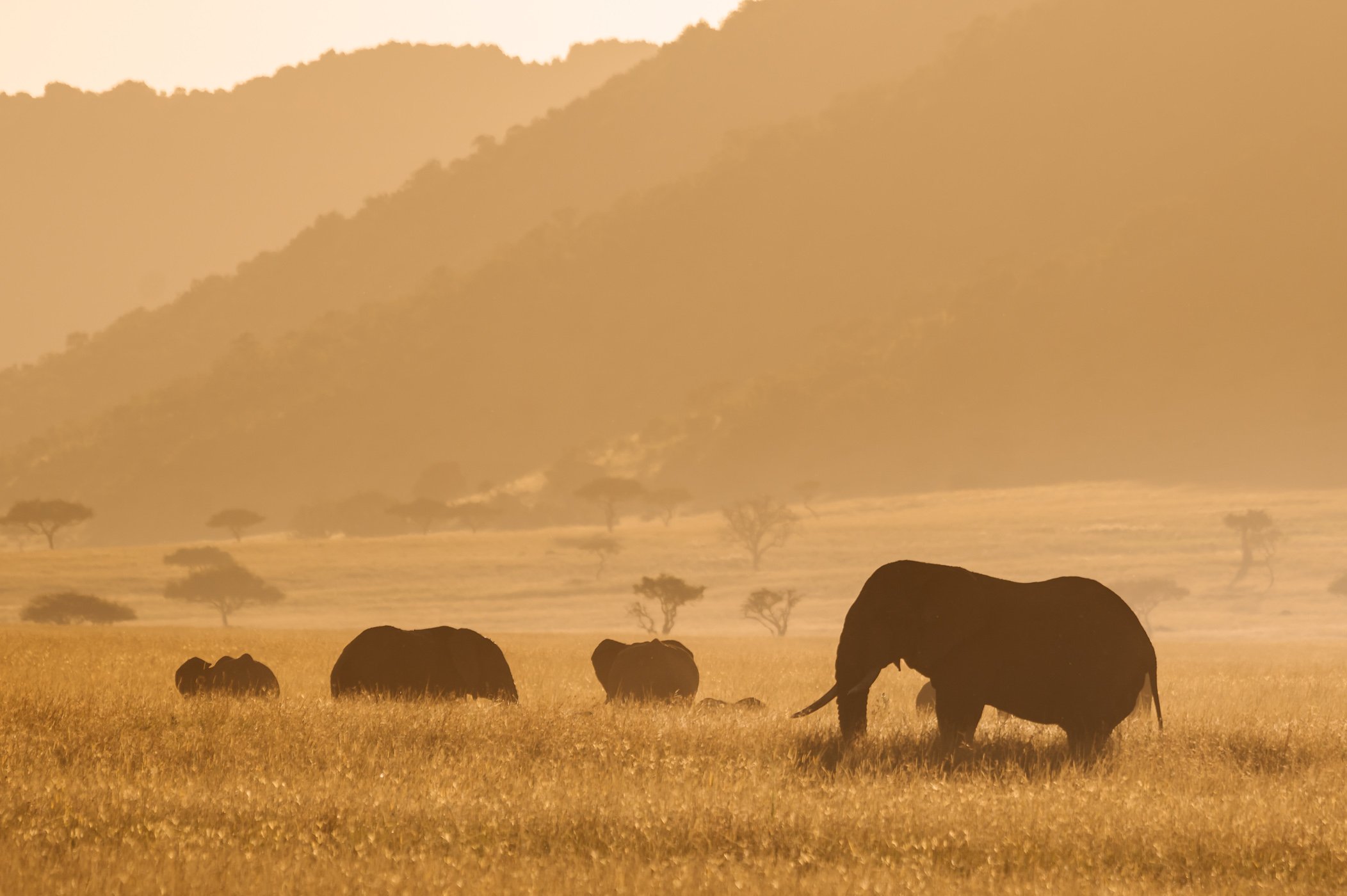 Elephants in the Mara Triangle in Kenya