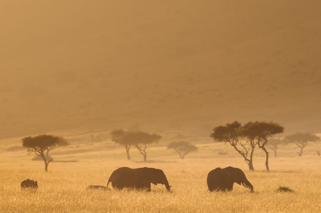 Elephants in the Mara Triangle in Kenya