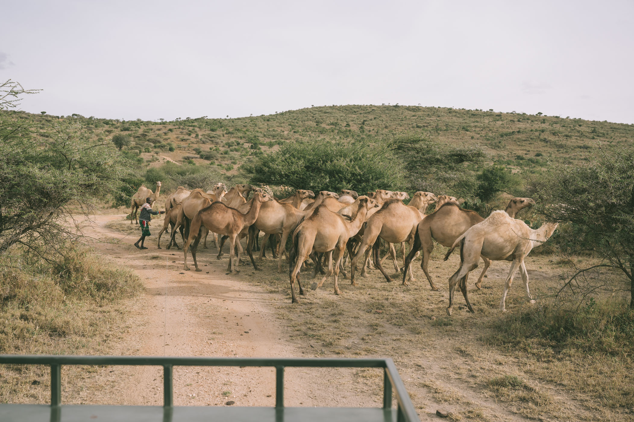 Camels at Ol Malo Lodge Samburuland Laikipia Plateau Kenya