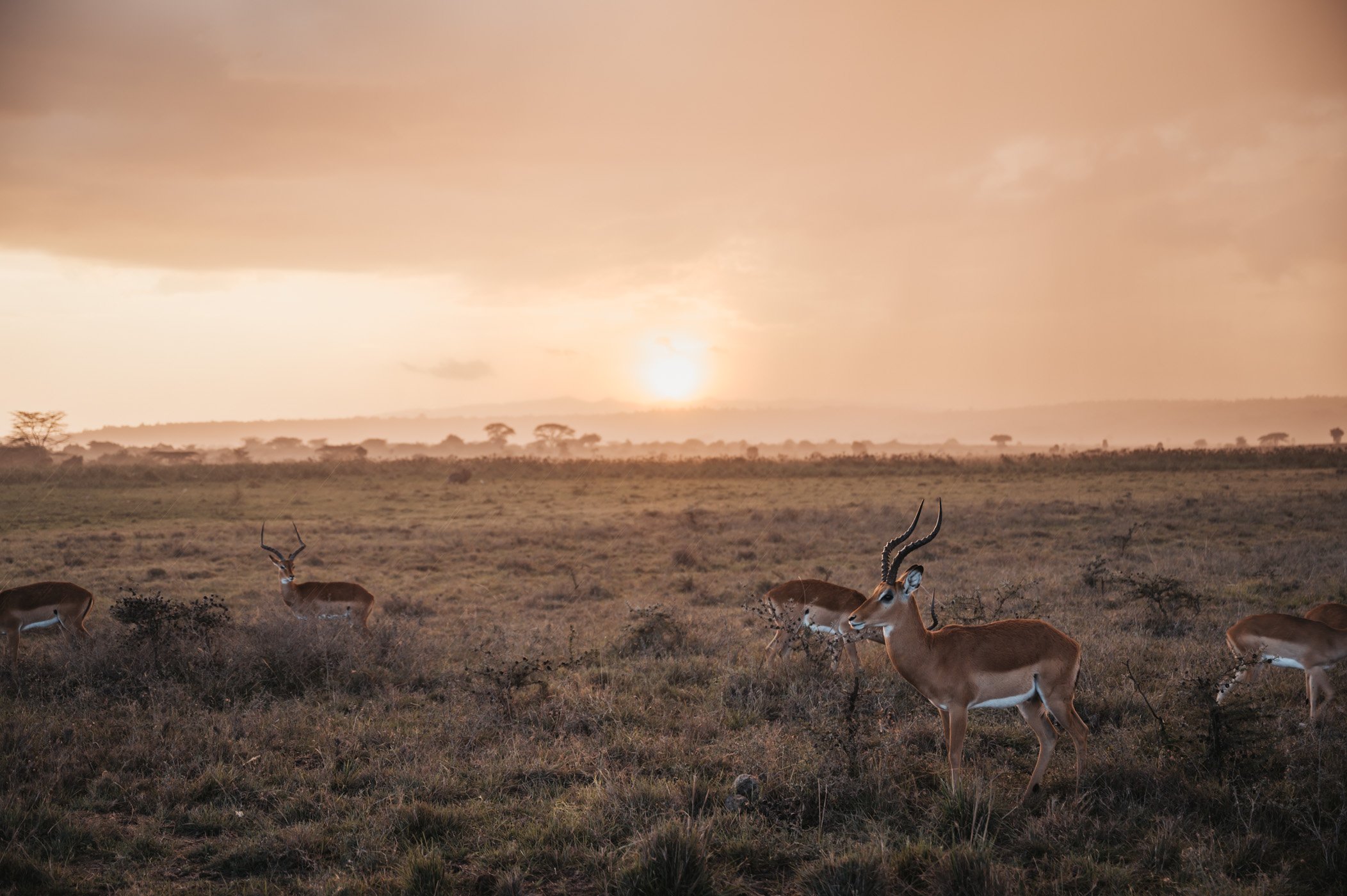 Impalas gather at sunset in Nairobi National Park in Kenya