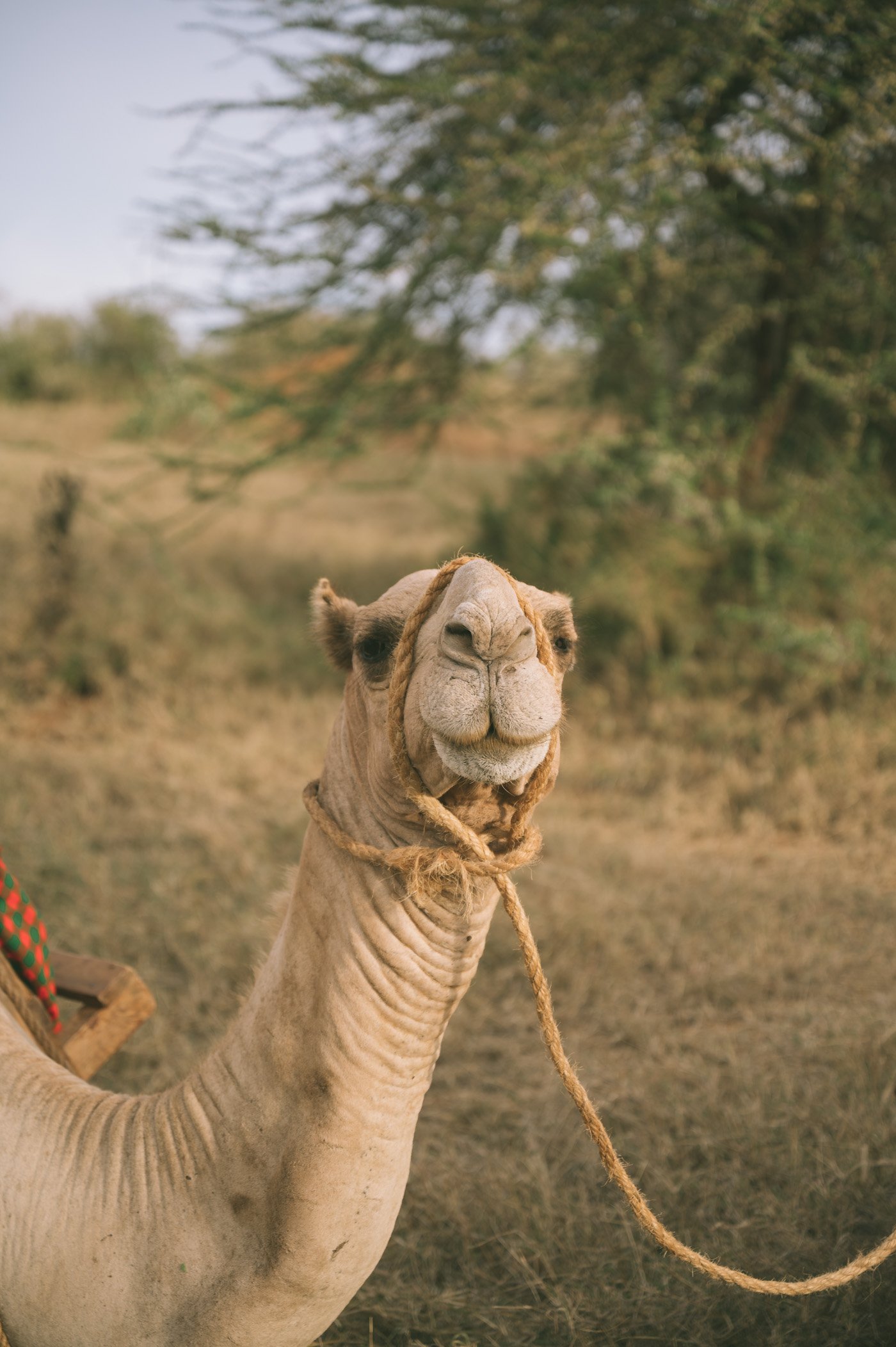 Camel-riding safaris at Ol Malo Lodge Samburuland Laikipia Plateau Kenya