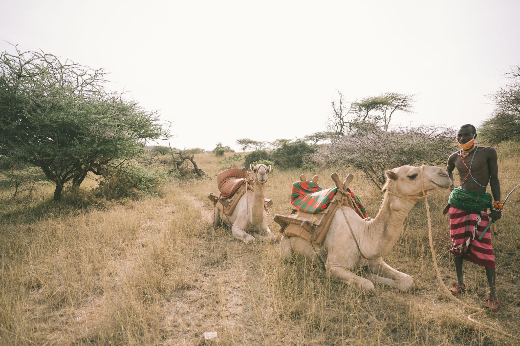 Camel-riding safaris at Ol Malo Lodge Samburuland Laikipia Plateau Kenya