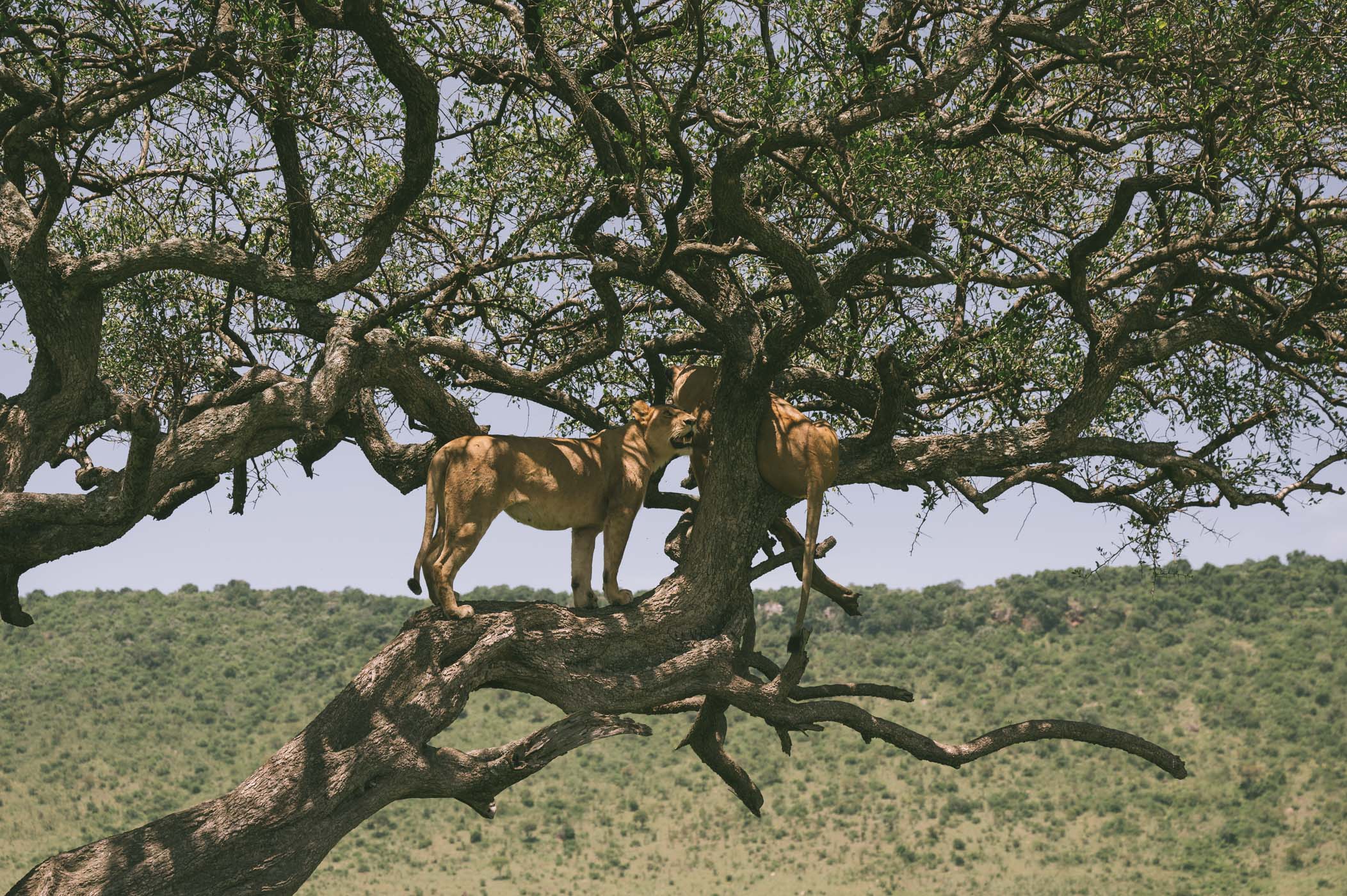 Tree-climbing lions in the Mara Triangle in Kenya