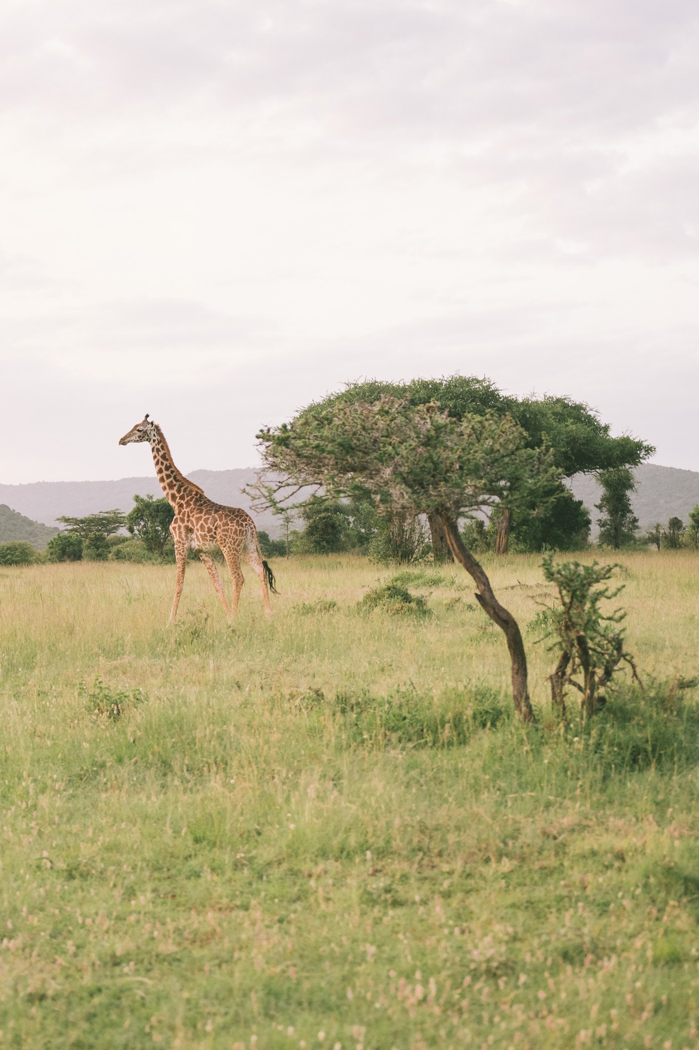 Giraffe at Cottar's in Kenya