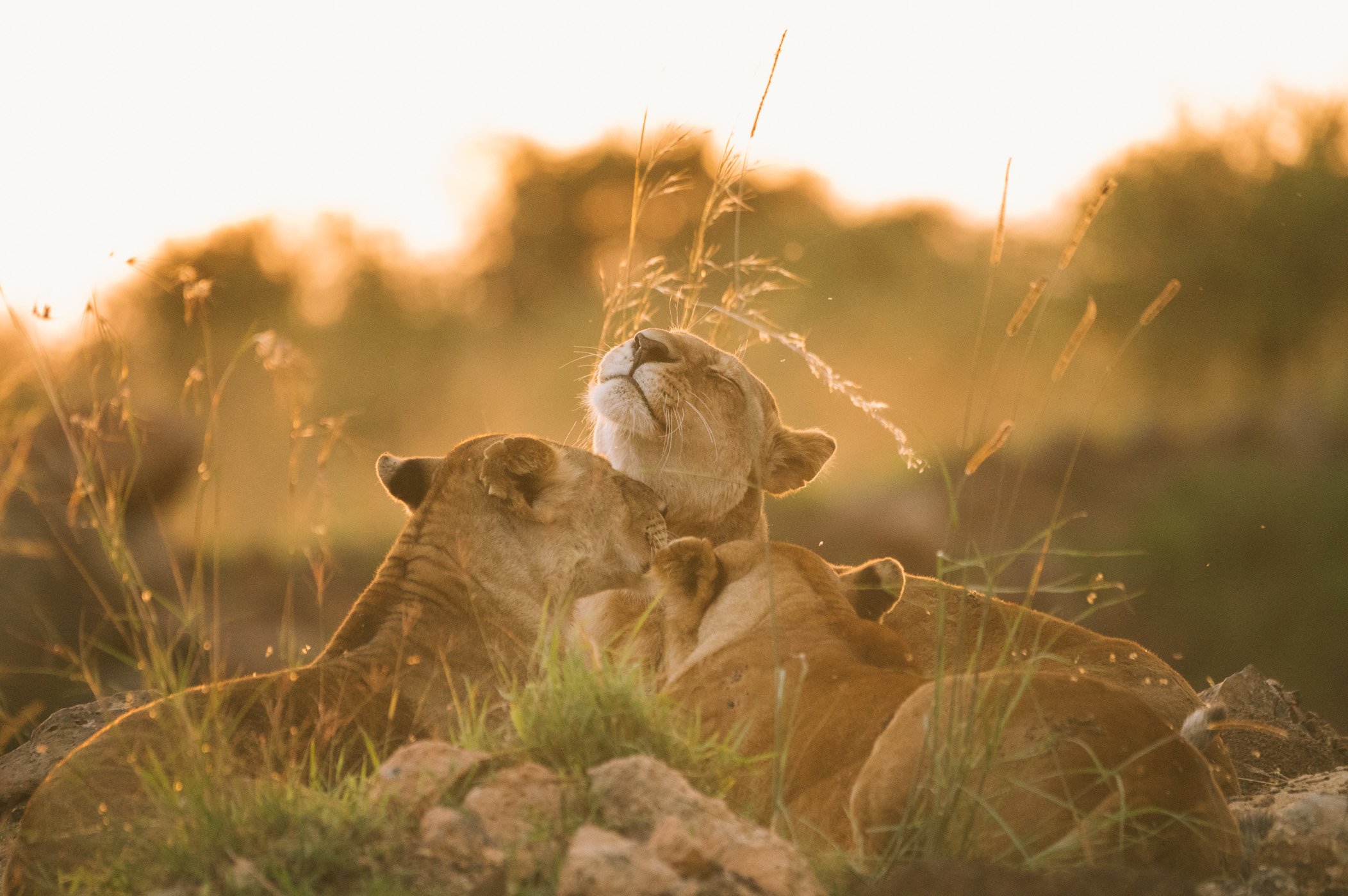 Lion pride in the Maasai Mara in Kenya