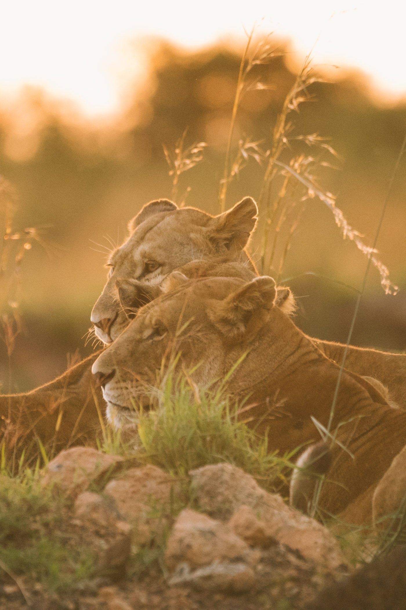 Lion pride in the Maasai Mara in Kenya