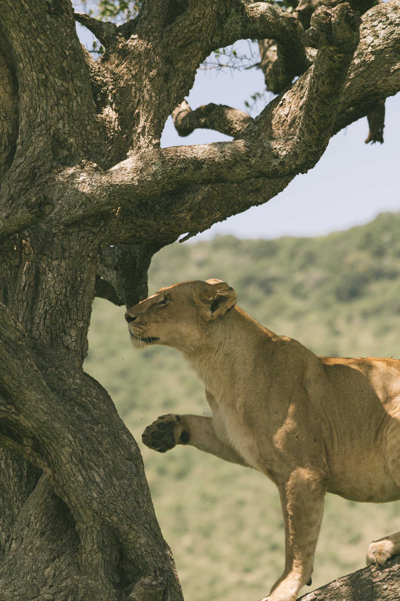 Tree-climbing lions in the Mara Triangle in Kenya