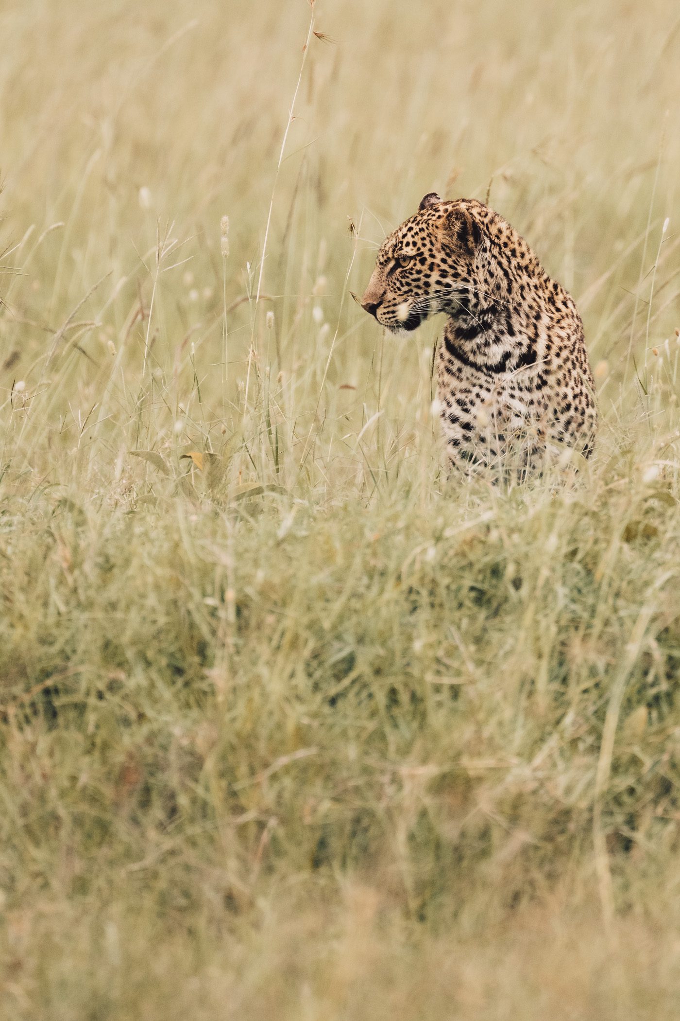 A young leopard called Roho in the Maasai Mara