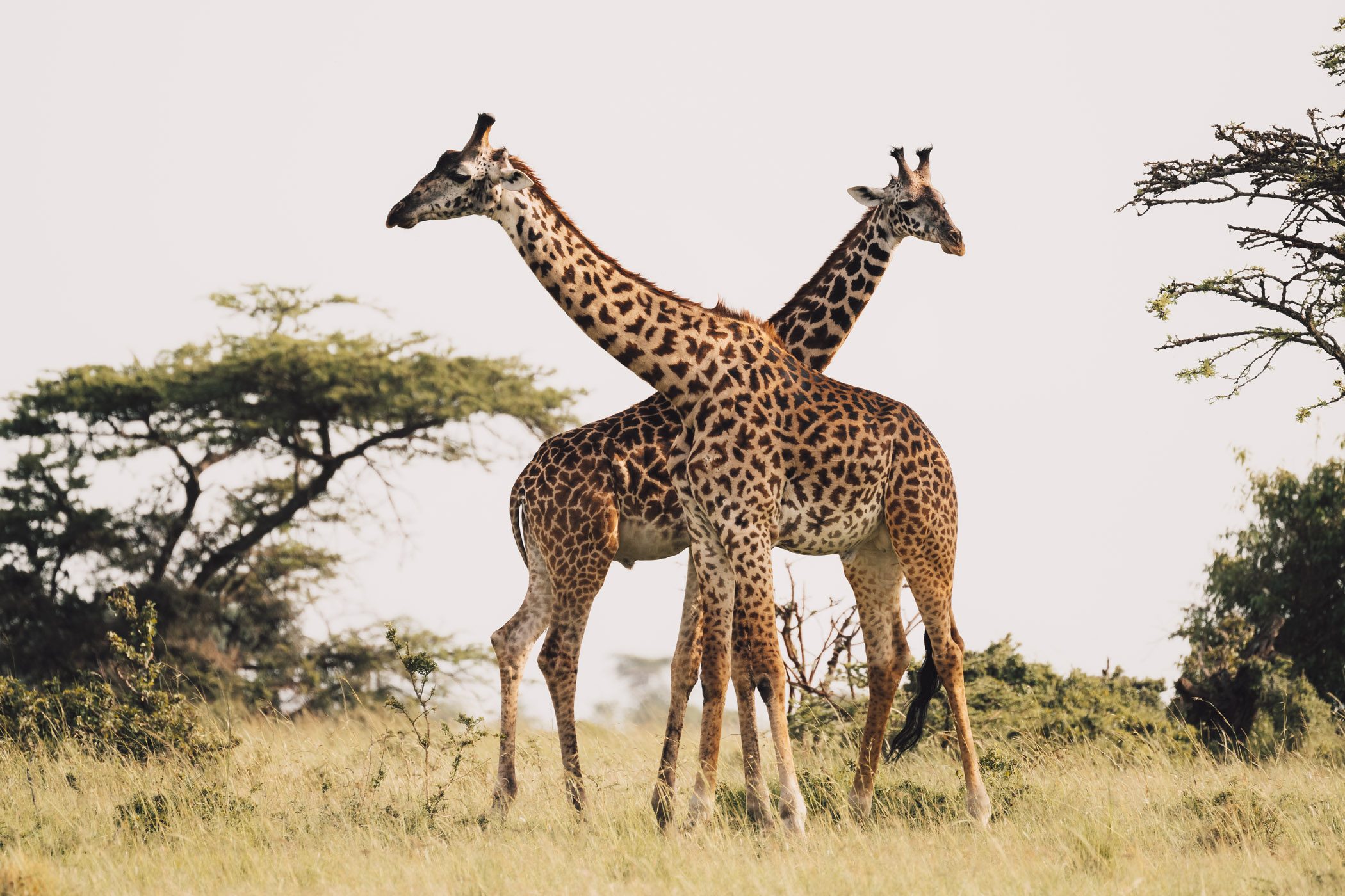 Two giraffes crossing just before they started fighting in the Maasai Mara