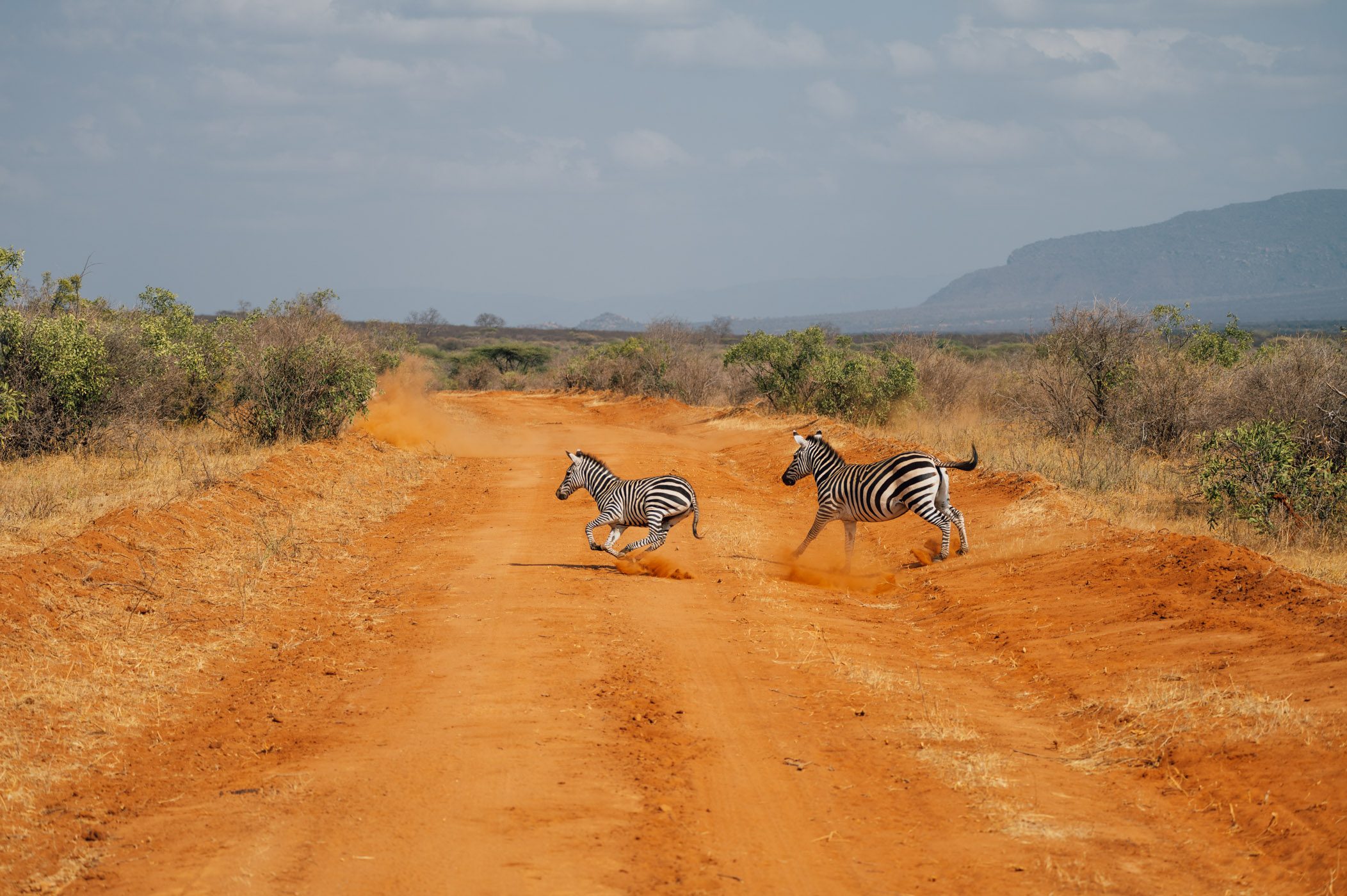 Zebras crossing in Tsavo West