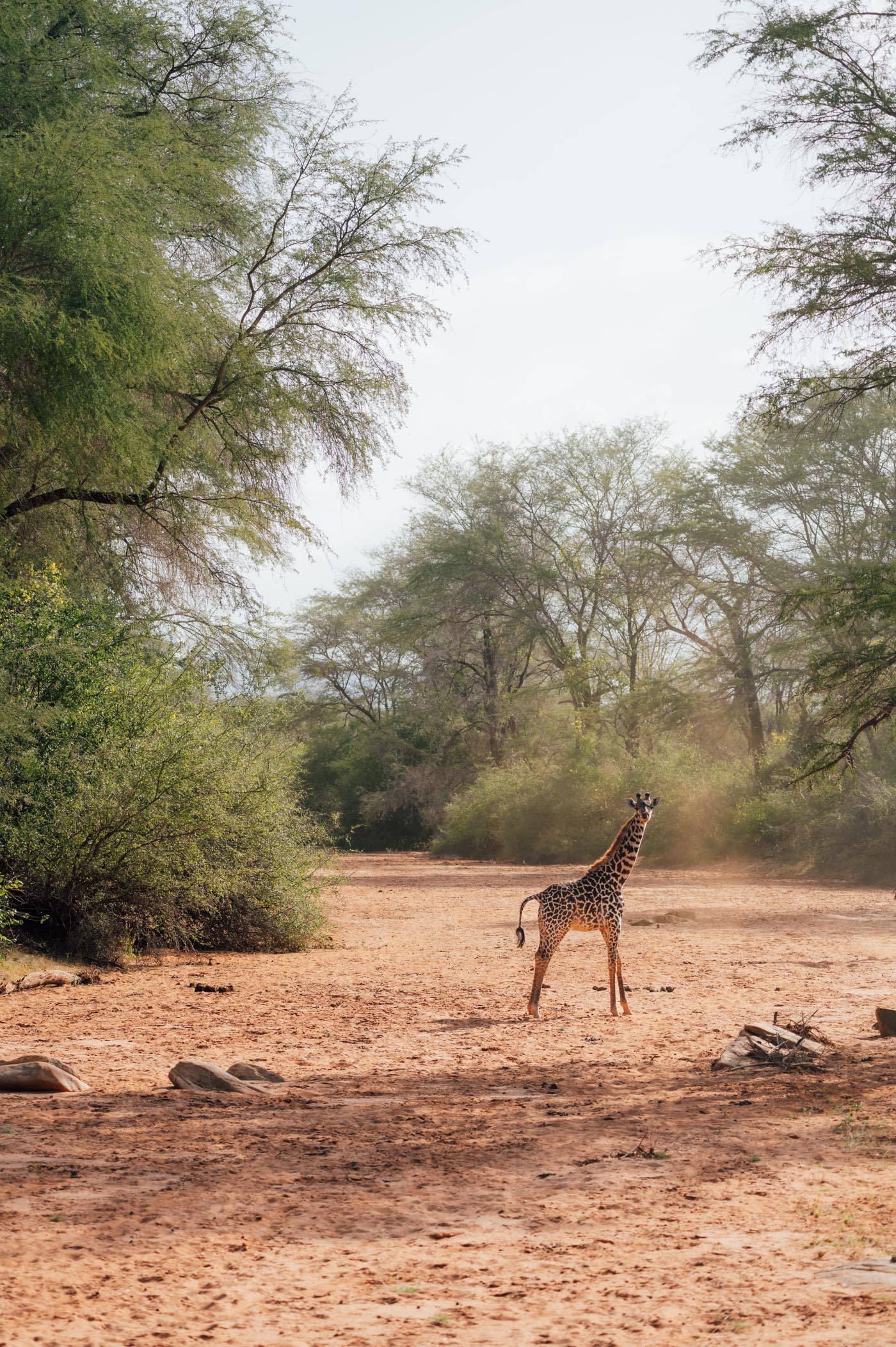 A giraffe in a dried out river bed in Tsavo West