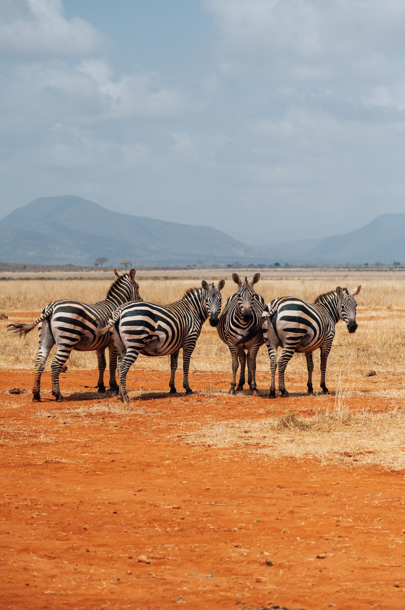 Zebras in Tsavo East National Park in Kenya