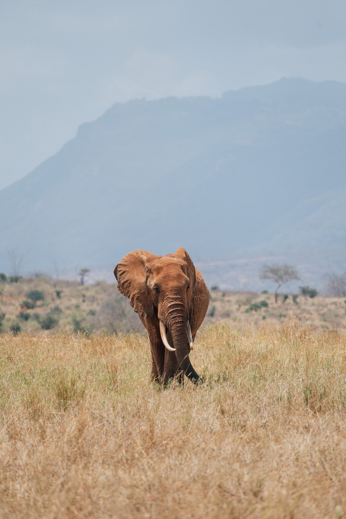 Elephant in Tsavo East National Park in Kenya