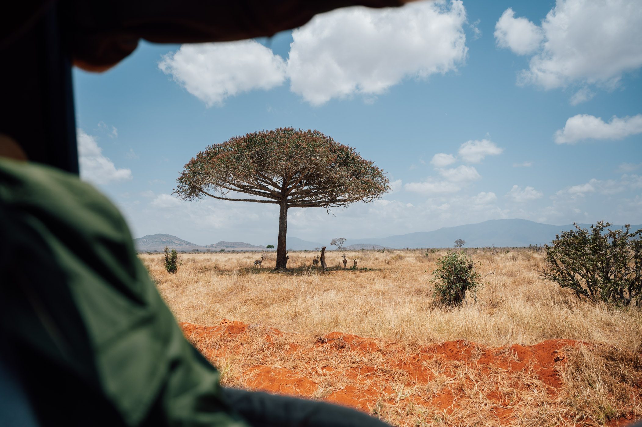 Tree in Tsavo East National Park in Kenya