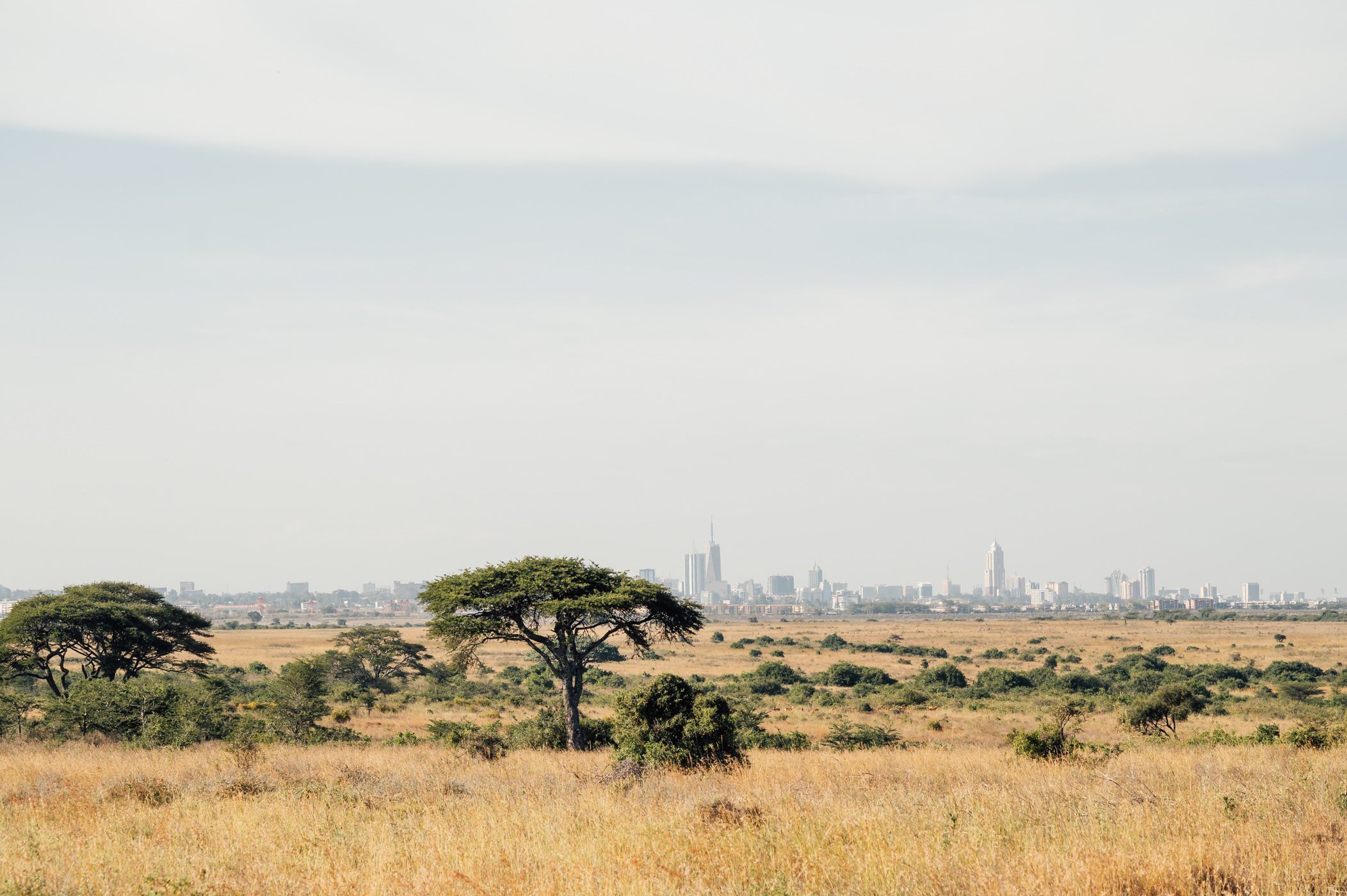 Nairobi National Park - home to Nairobi Tented Camp, the only camp inside the national Park in Kenya's capitol