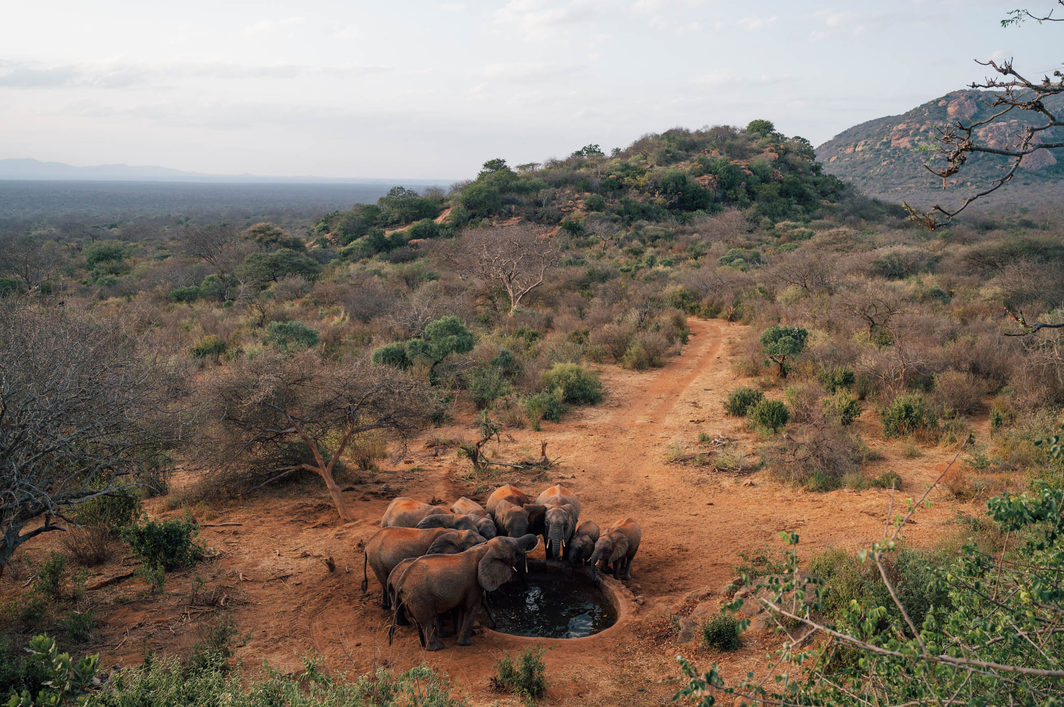 Elephants at the water hole of Kipalo Hills