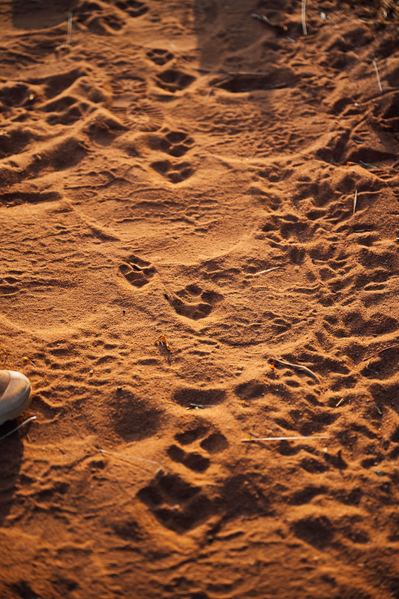 Leopard tracks as seen on Walking Safari in the Mbulia Conservancy with Kipalo Hills