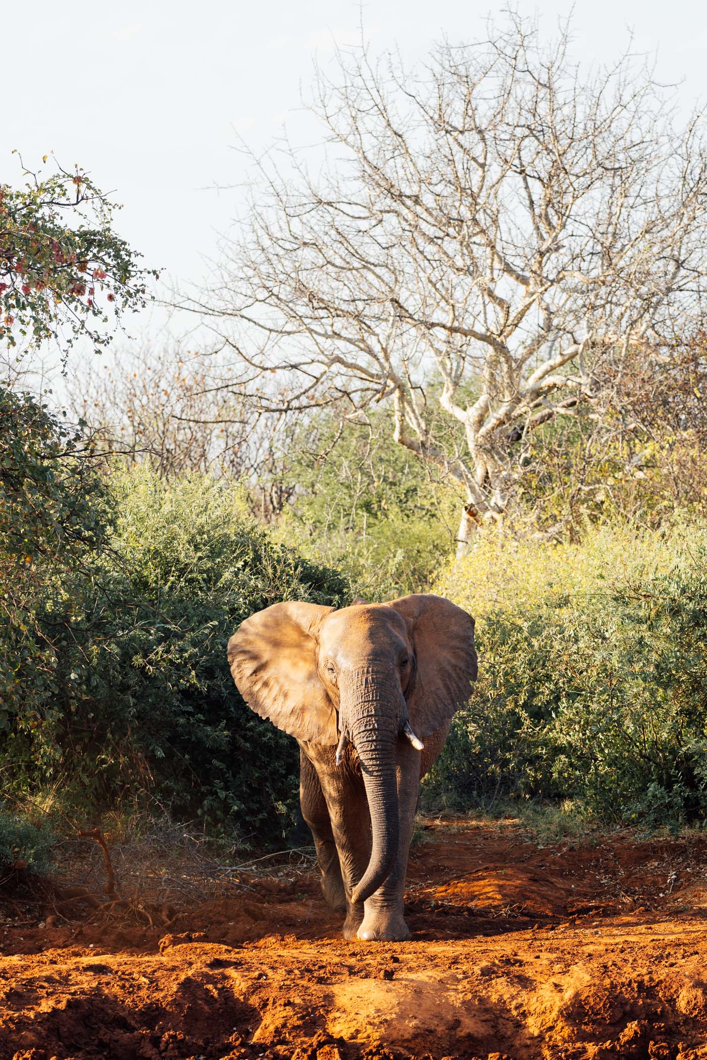 Elephant at Mbulia Conservancy