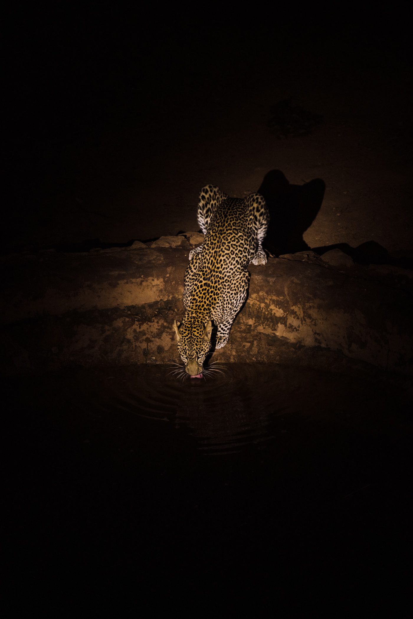 Leopard at the water hole at Kipalo Hills Lodge