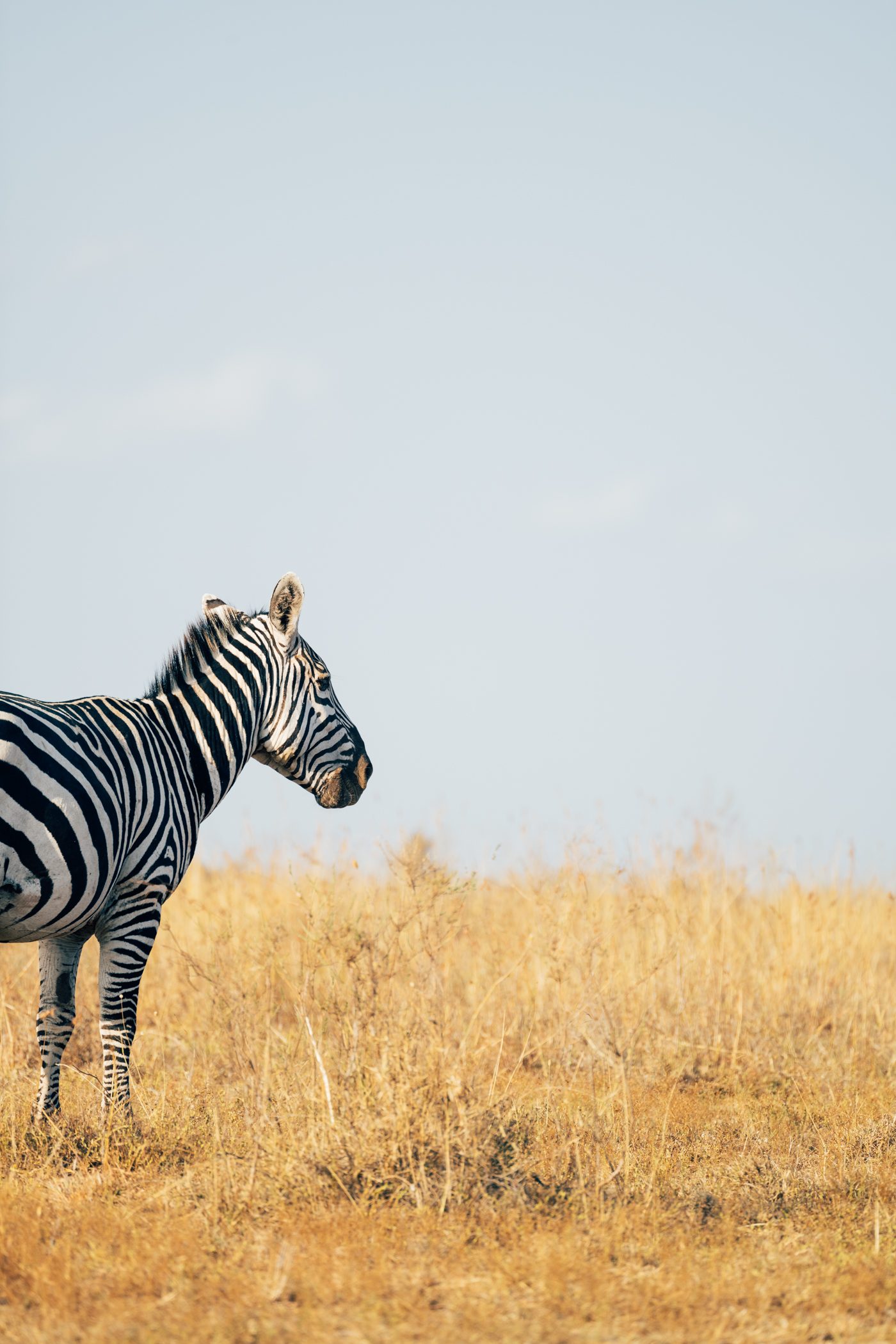 Zebra in Nairobi National Park in Kenya