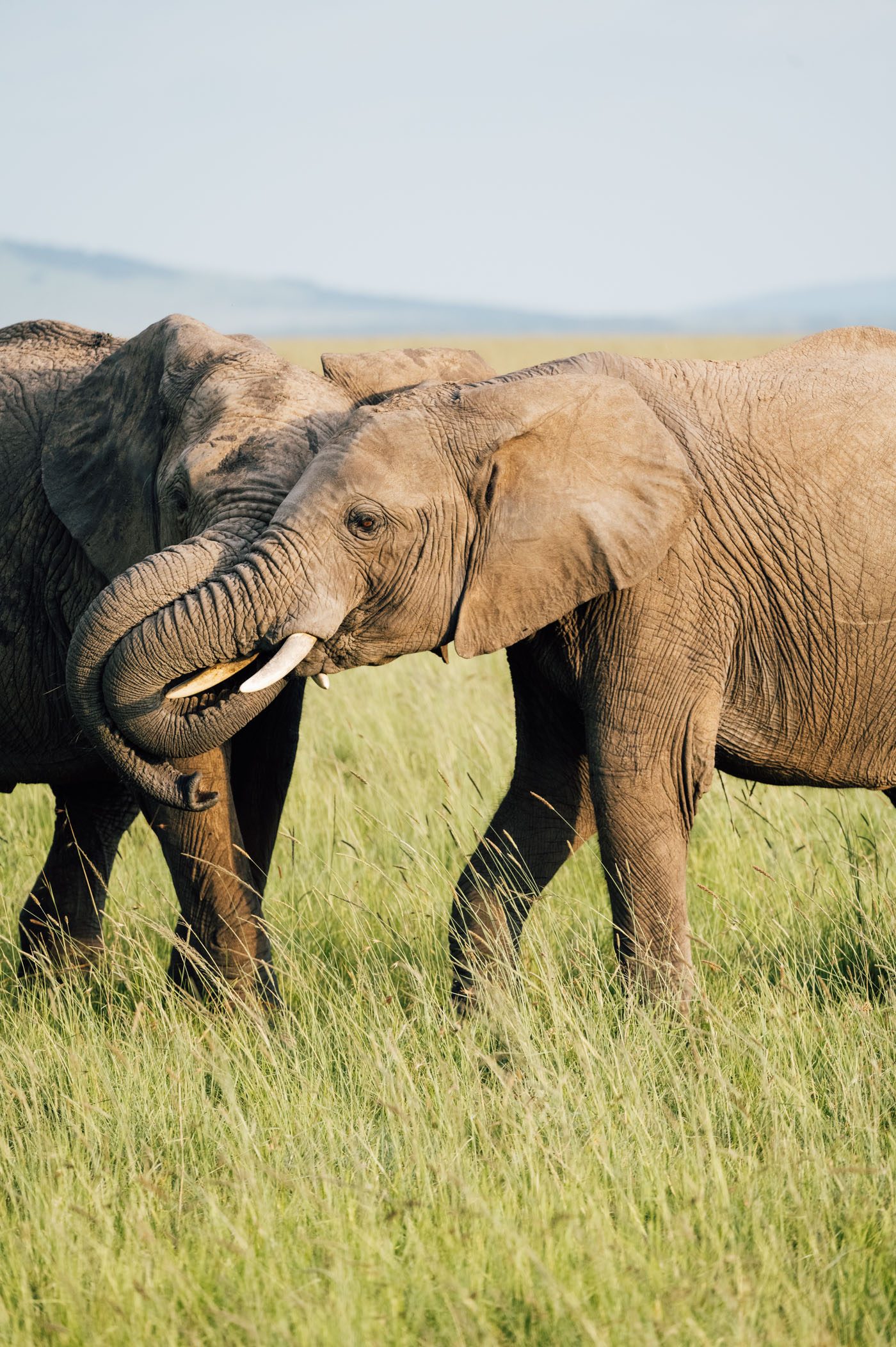 Two young elephant bulls are testing their fighting skills in the Maasai Mara