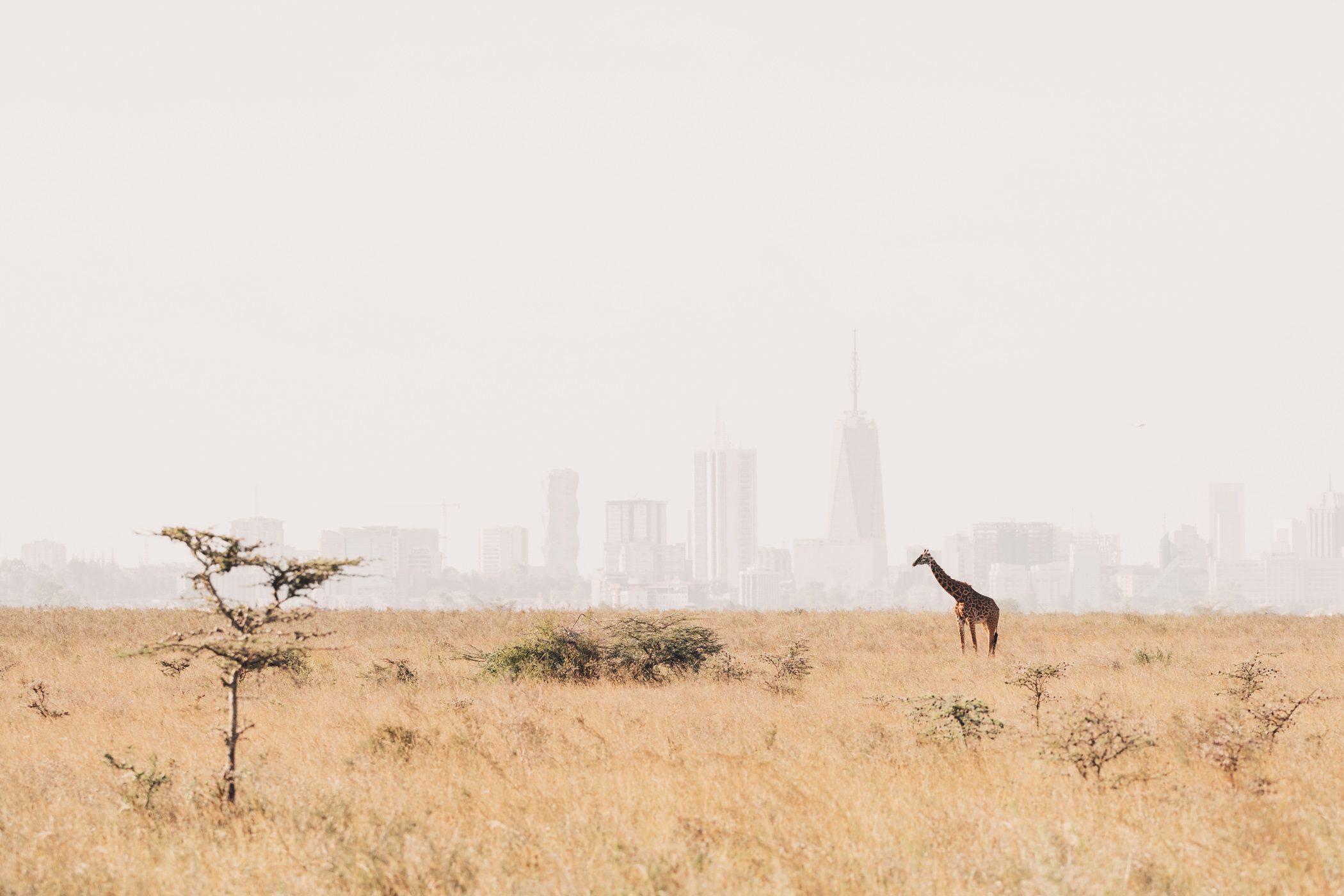 Nairobi National Park - home to Nairobi Tented Camp, the only camp inside the national Park in Kenya's capitol