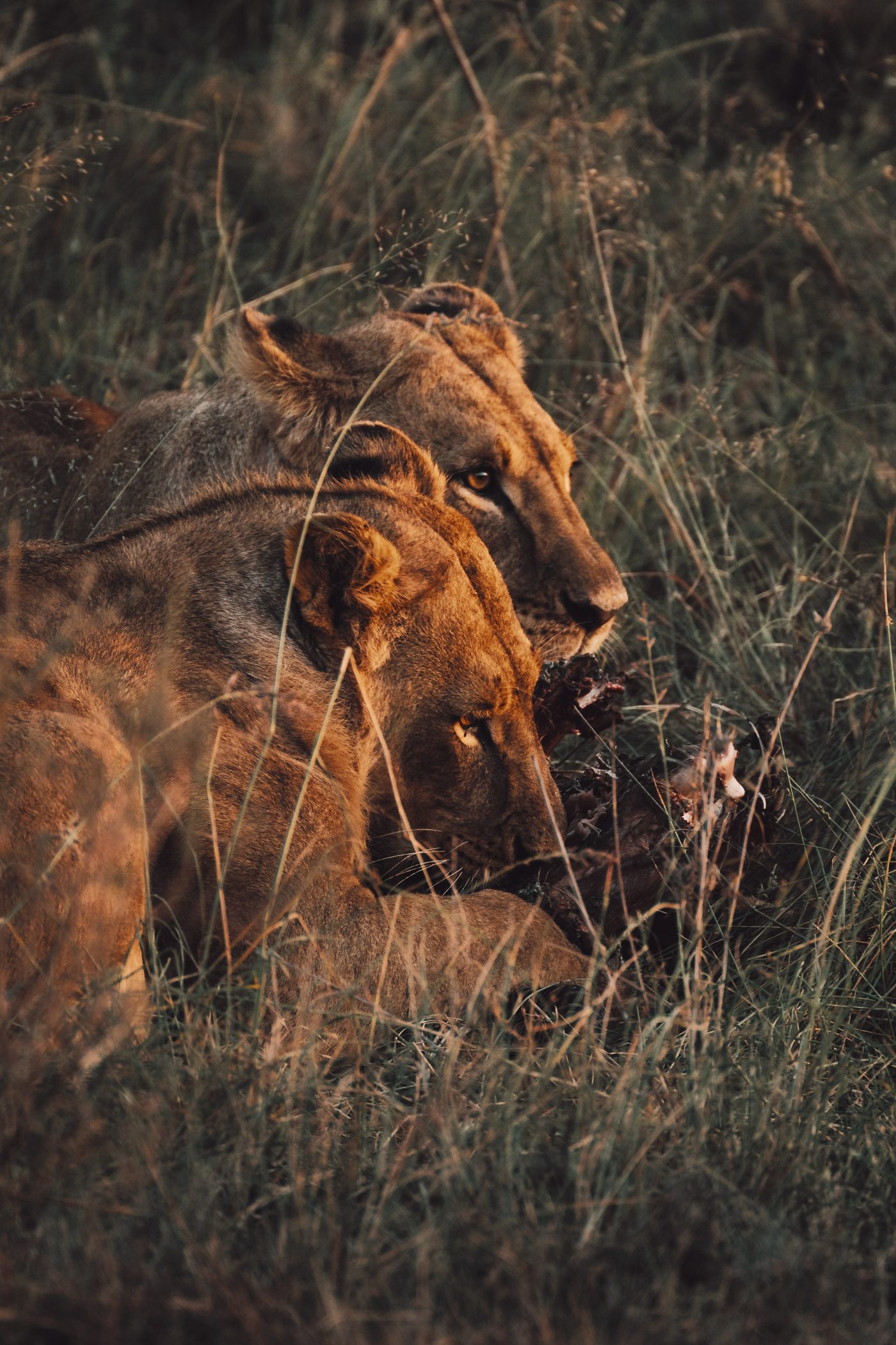 Lionesses in Nairobi National Park in Kenya