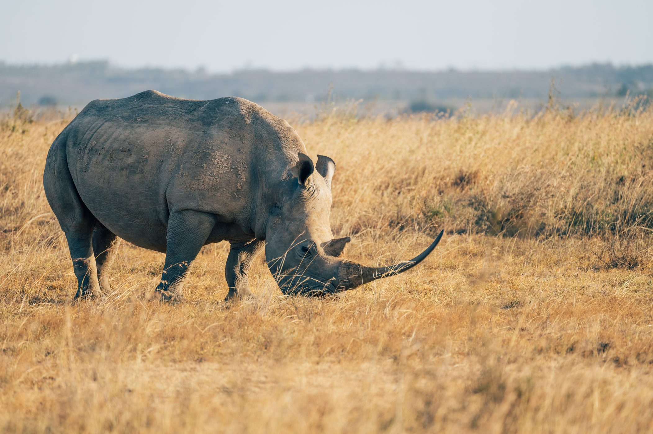 White rhino at Nairobi National Park