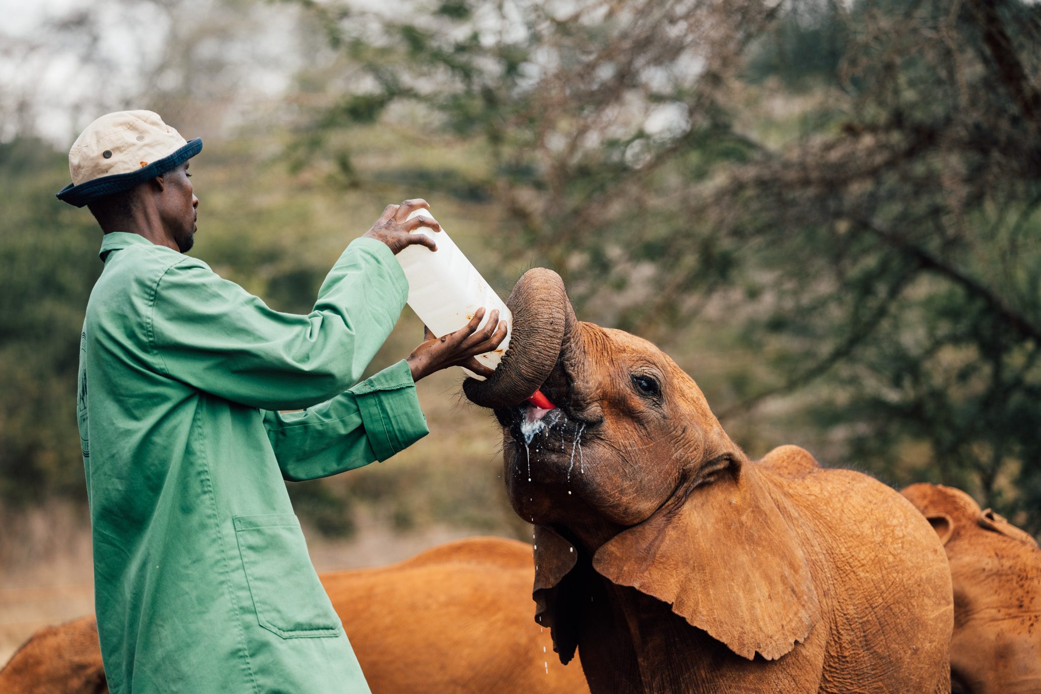 Sheldricks Wildlife Trust Elephant Orphanage in Nairobi Kenya