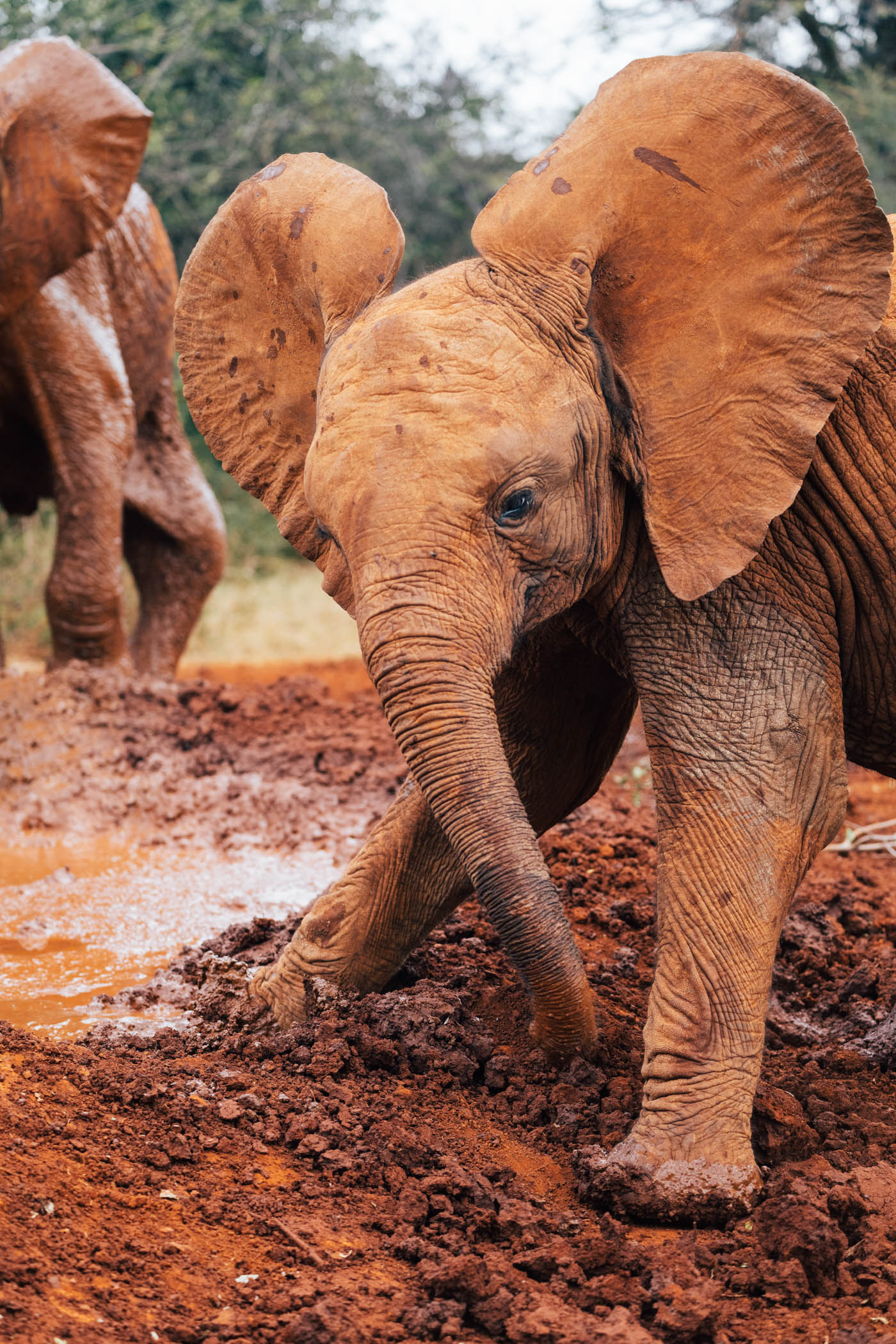 Sheldricks Wildlife Trust Elephant Orphanage in Nairobi Kenya