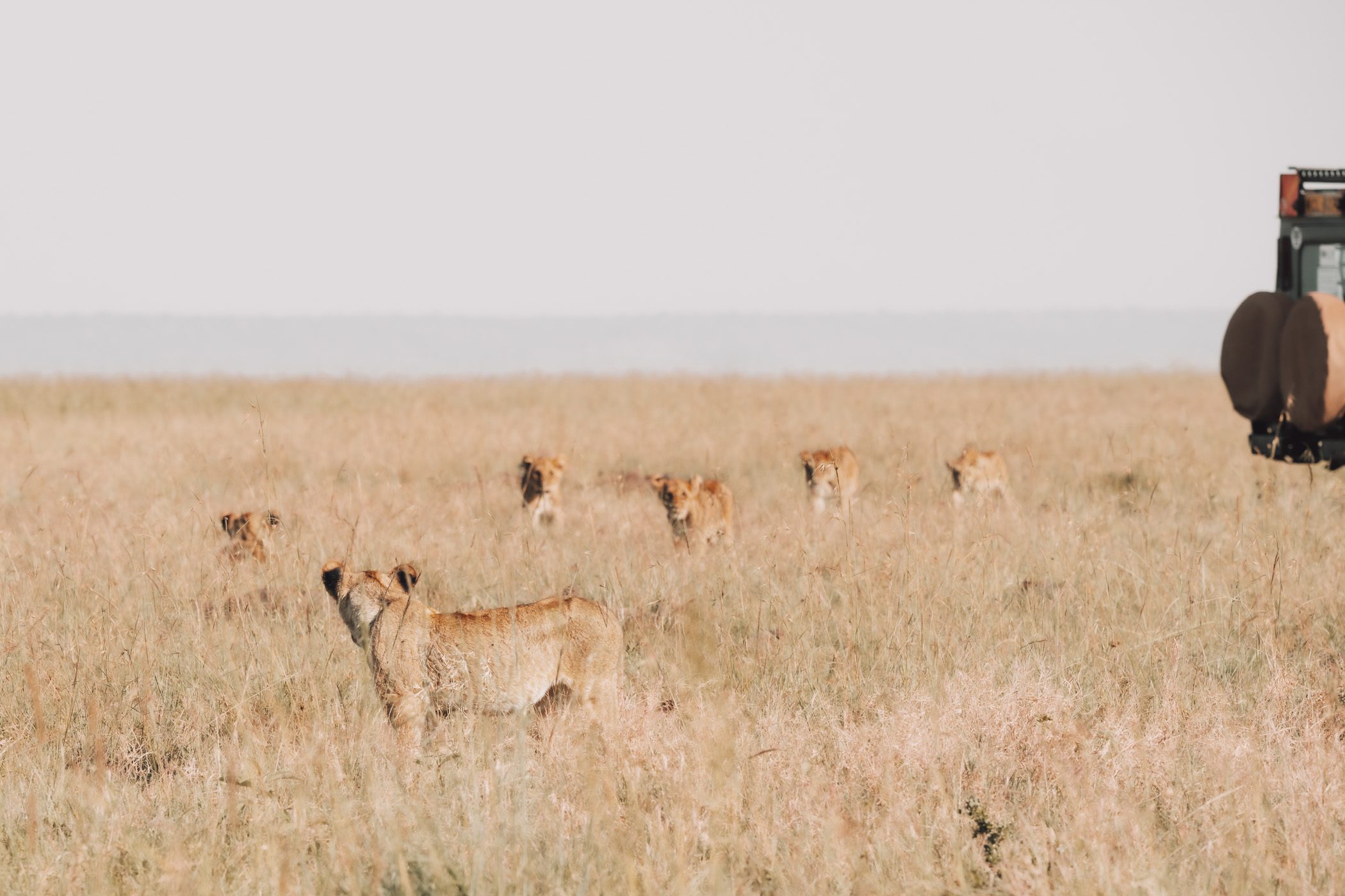 Lion family in the Maasai Mara in Kenya