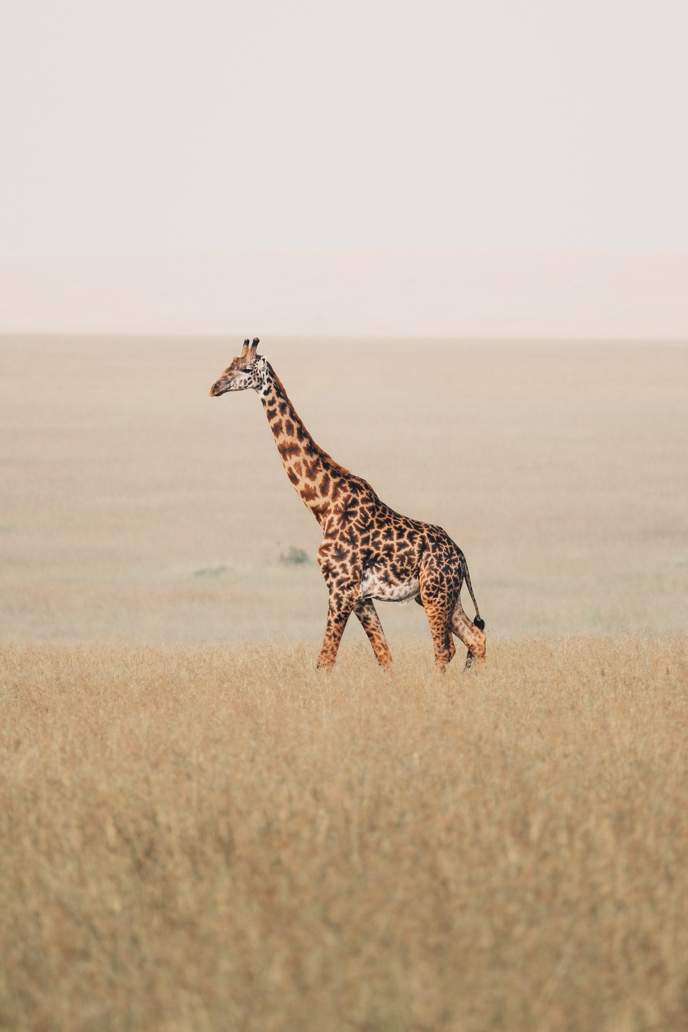 A giraffe in the Maasai Mara