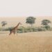 Giraffe in the Maasai Mara in Kenya