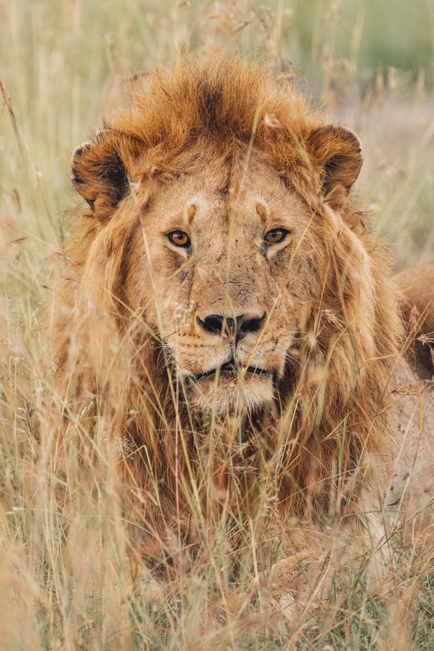 A male lion in the Maasai Mara