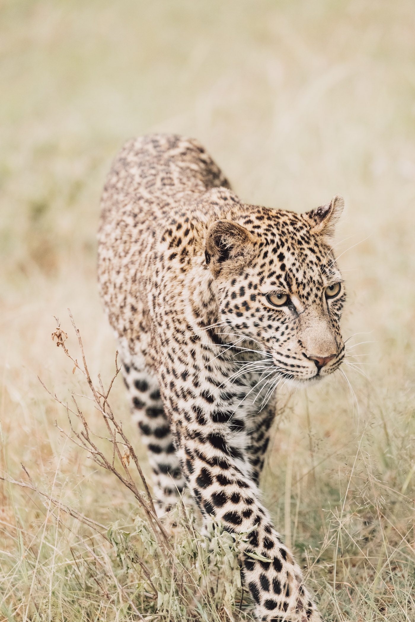 A young leopard called Roho in the Maasai Mara
