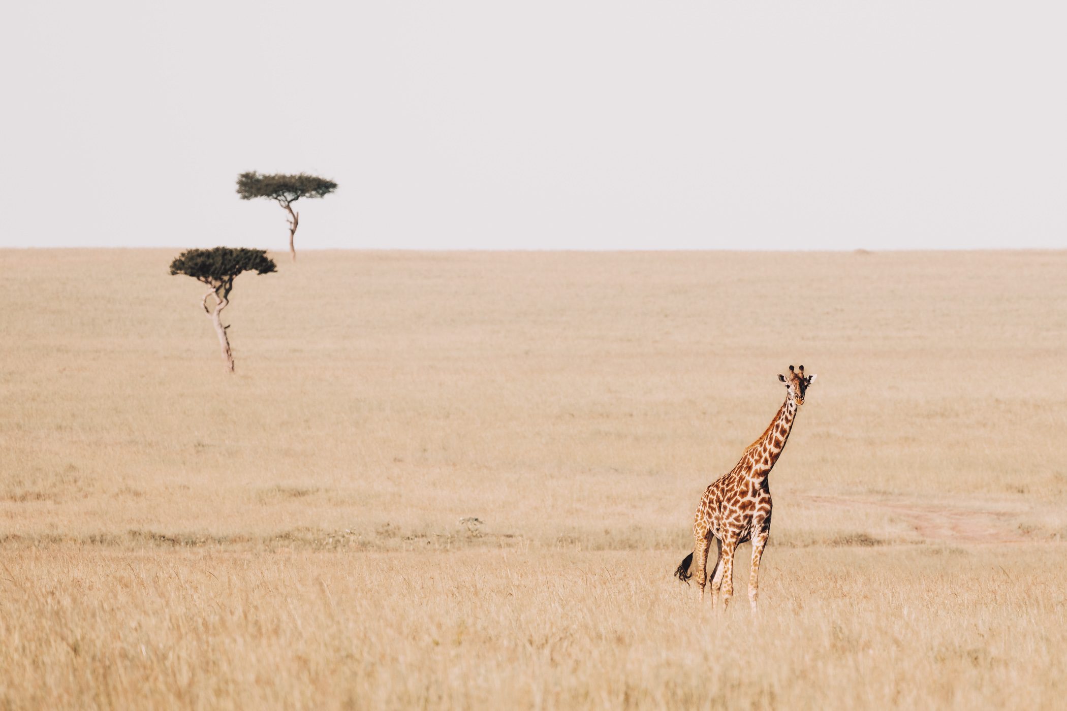 Maasai Mara in Kenya