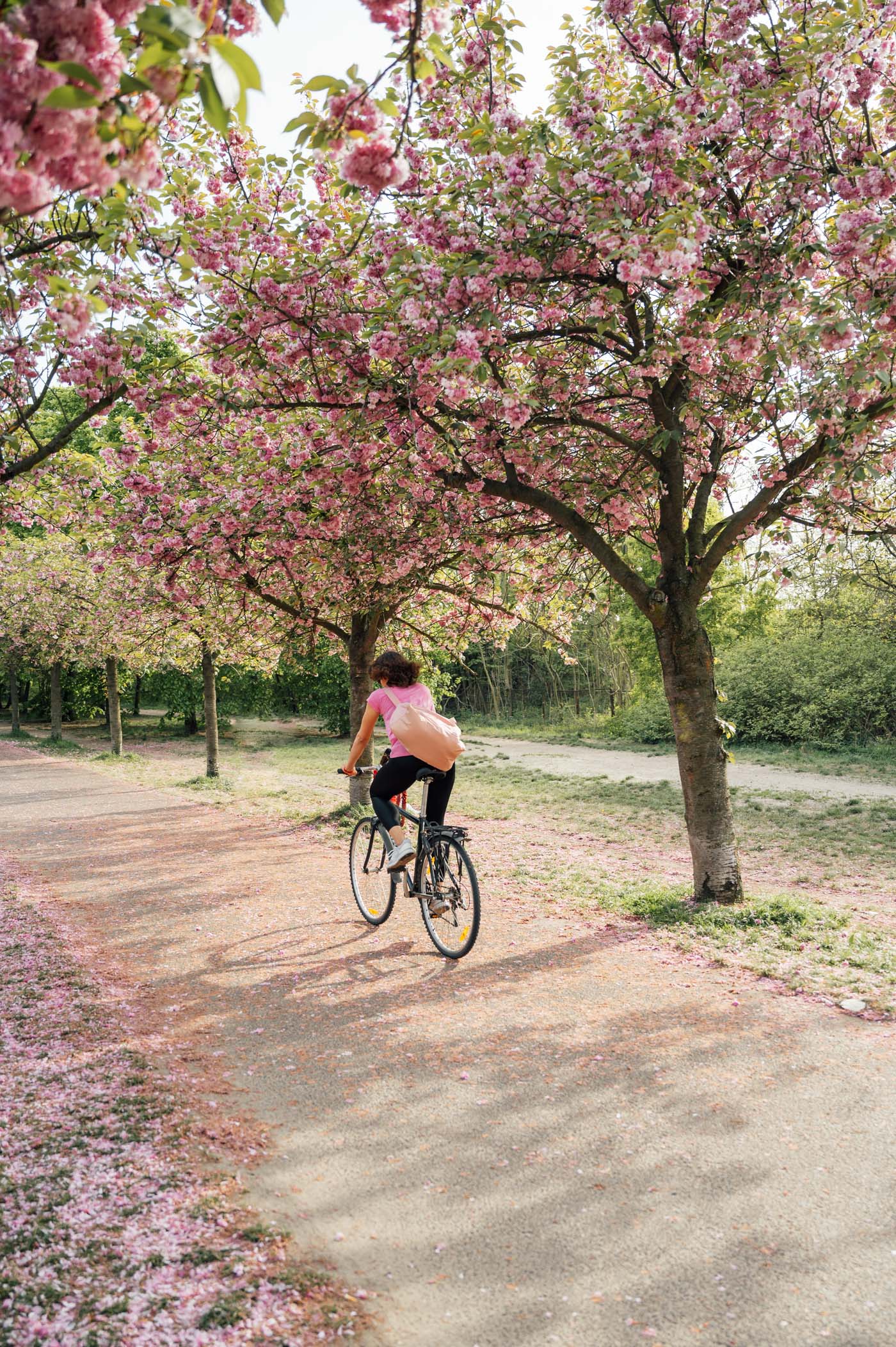 Kirschblütenpfad Berlin
