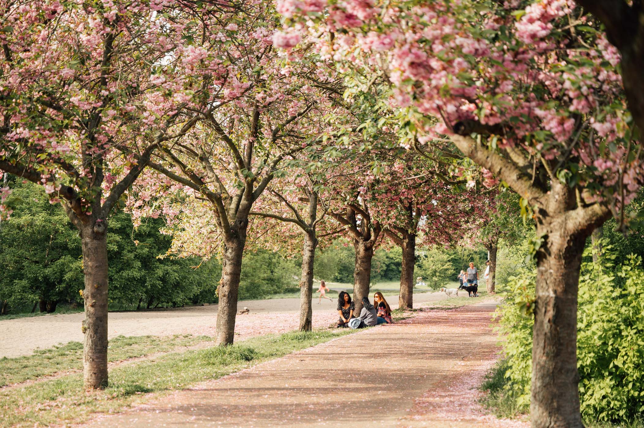 Cherry blossoms in Berlin at Kirschblütenpfad