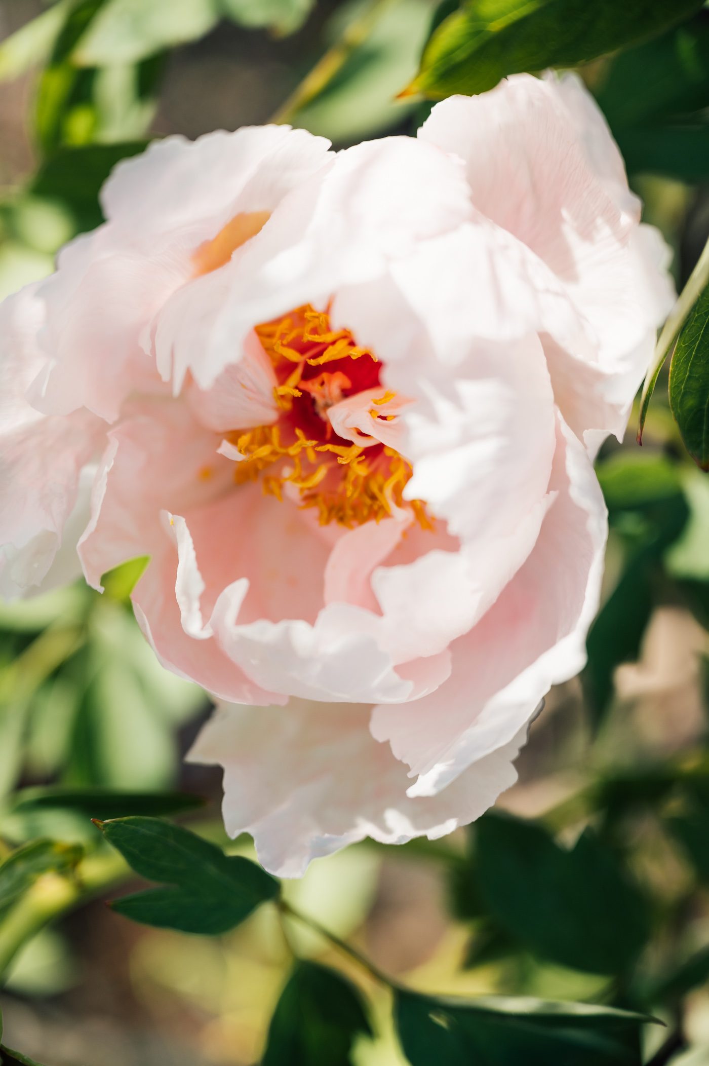 Peony in bloom at Gardens of the World in Berlin in May